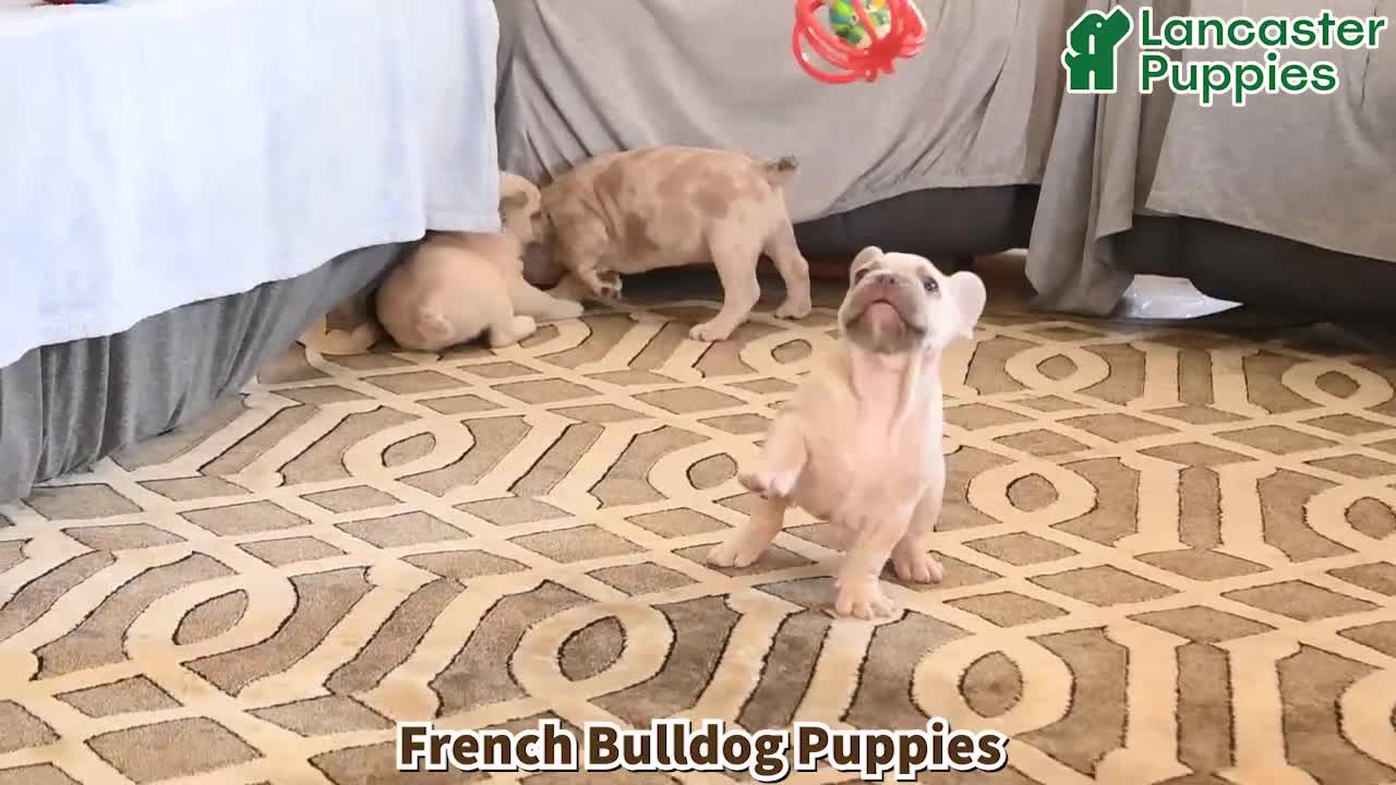 French Bulldog dogs for sale: Owen - Video 1