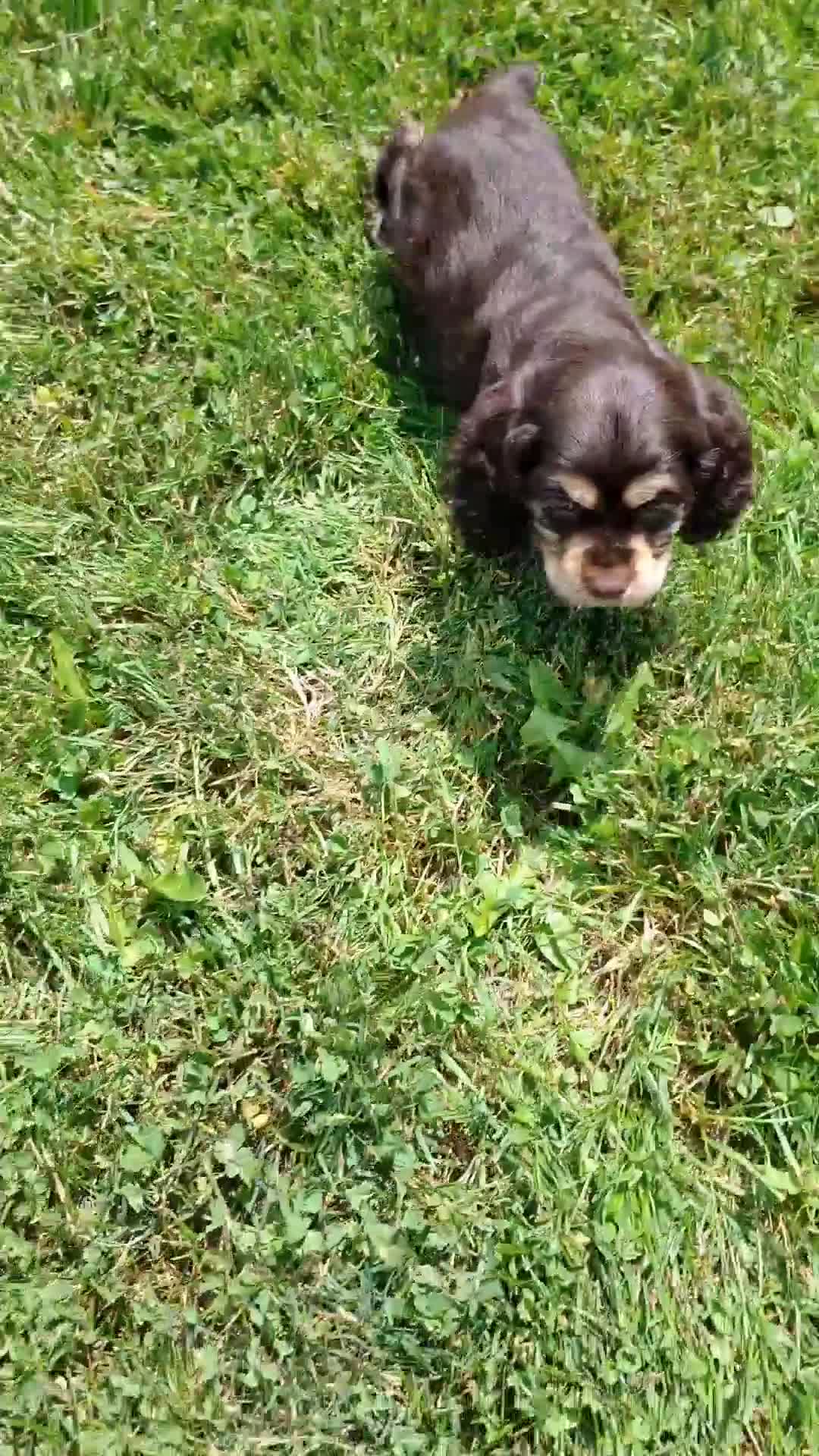 Cocker Spaniel dogs for sale: Candy - Video 1