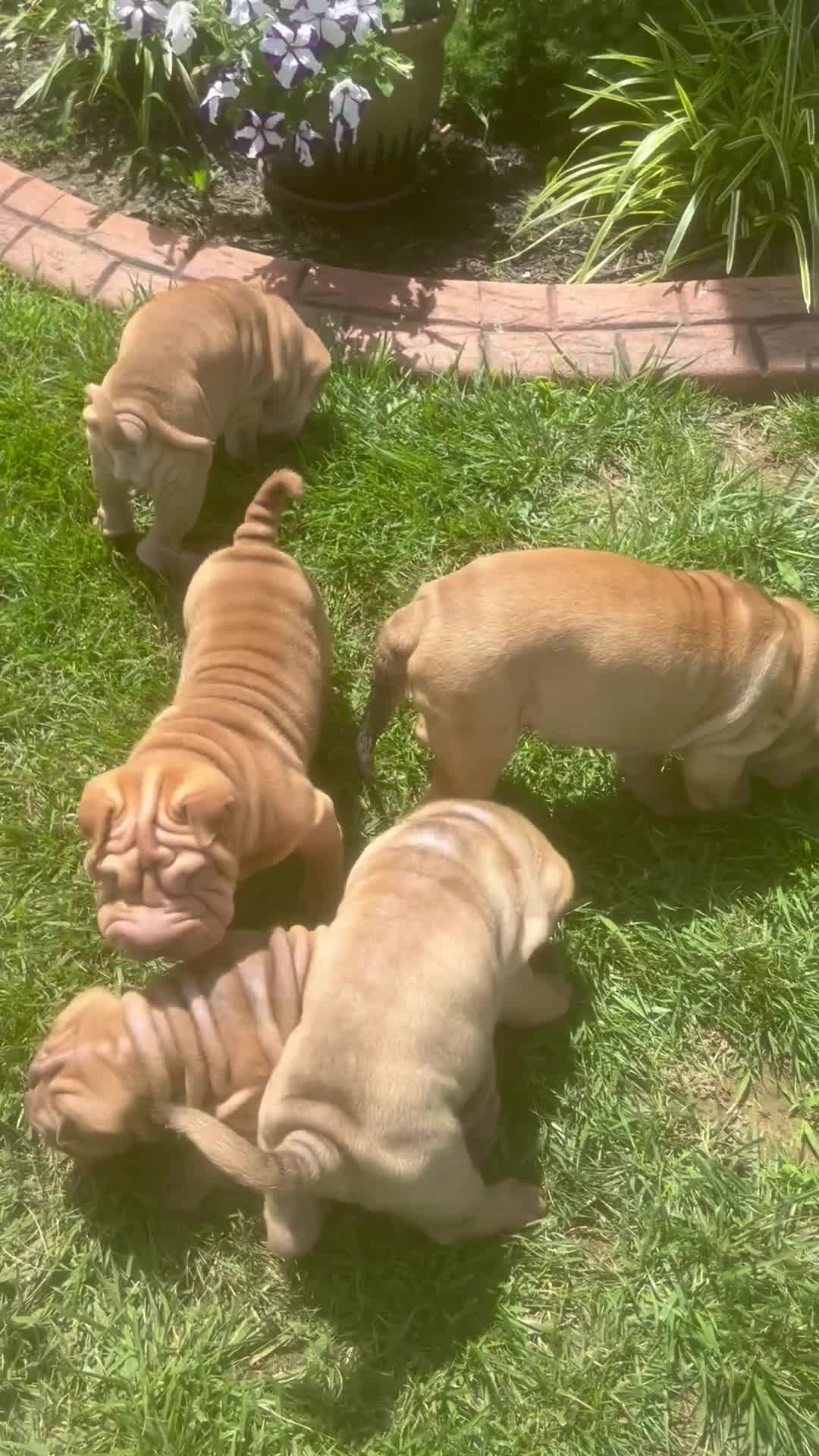 Shar Pei dogs for sale: Shar PeiPuppies - Video 1