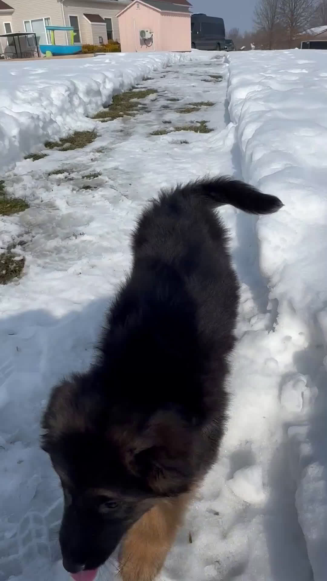 German Shepherd dogs for sale: Jerry - Video 1