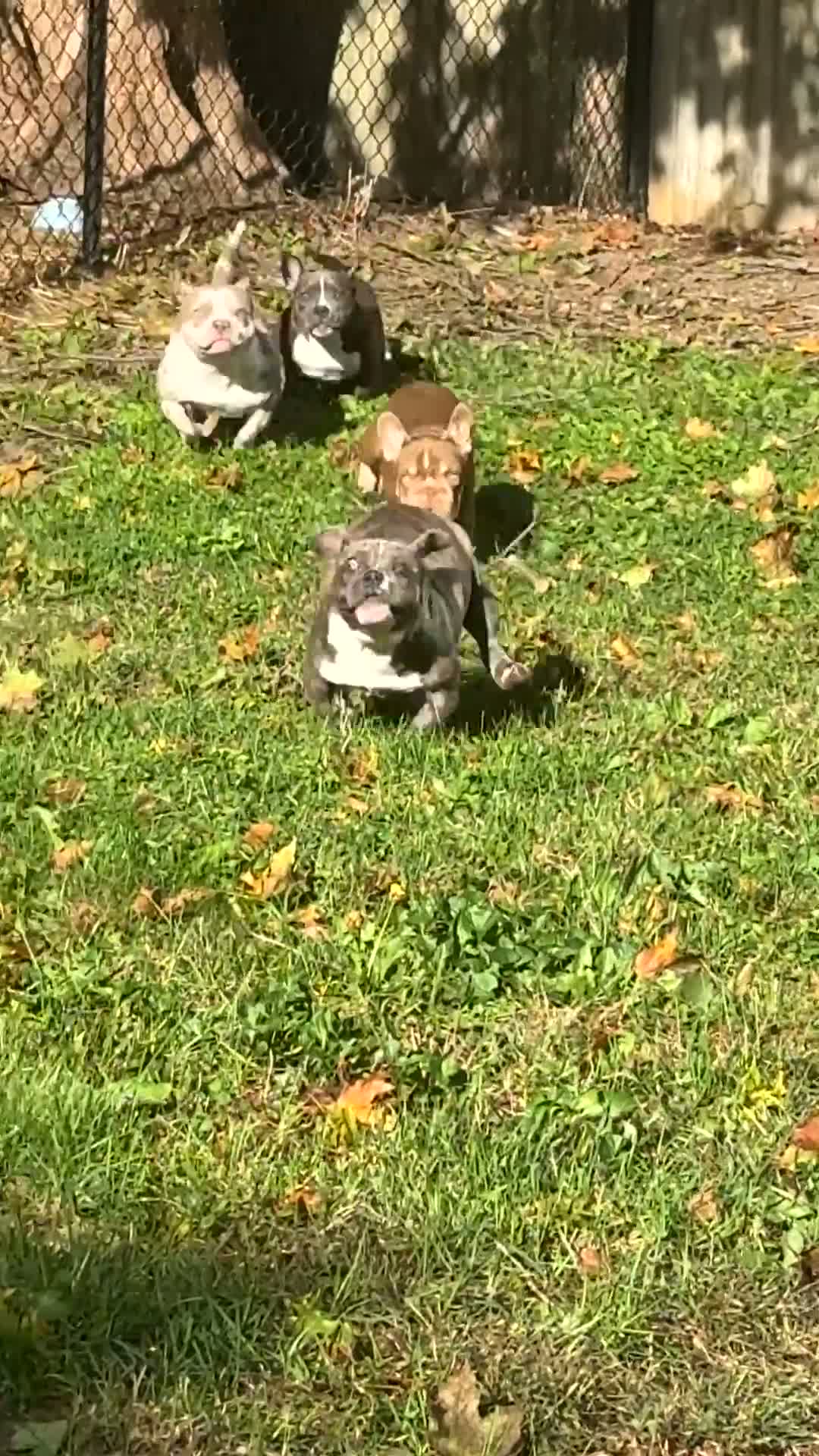 American Bully dogs for sale: Antie Mae - Video 2