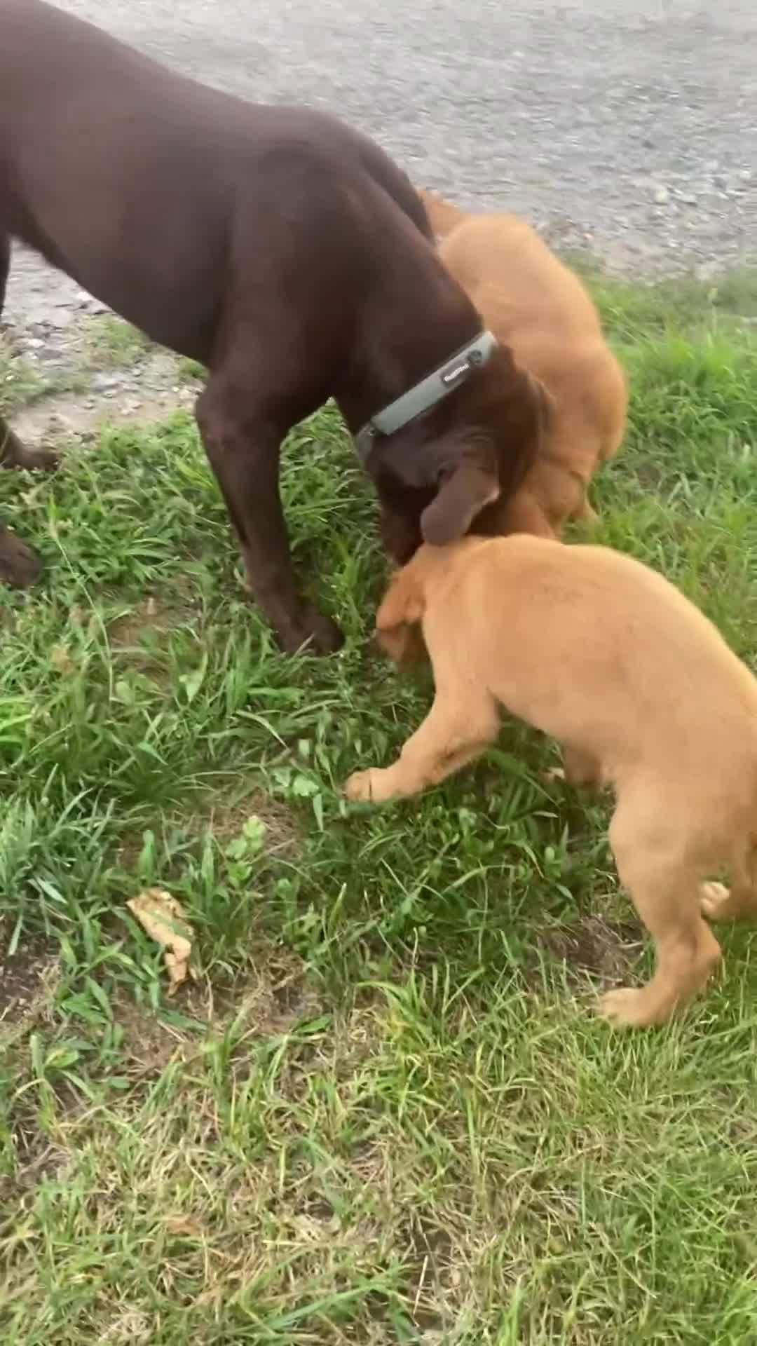 Mixed Breed dogs for sale: Sasha - Video 1