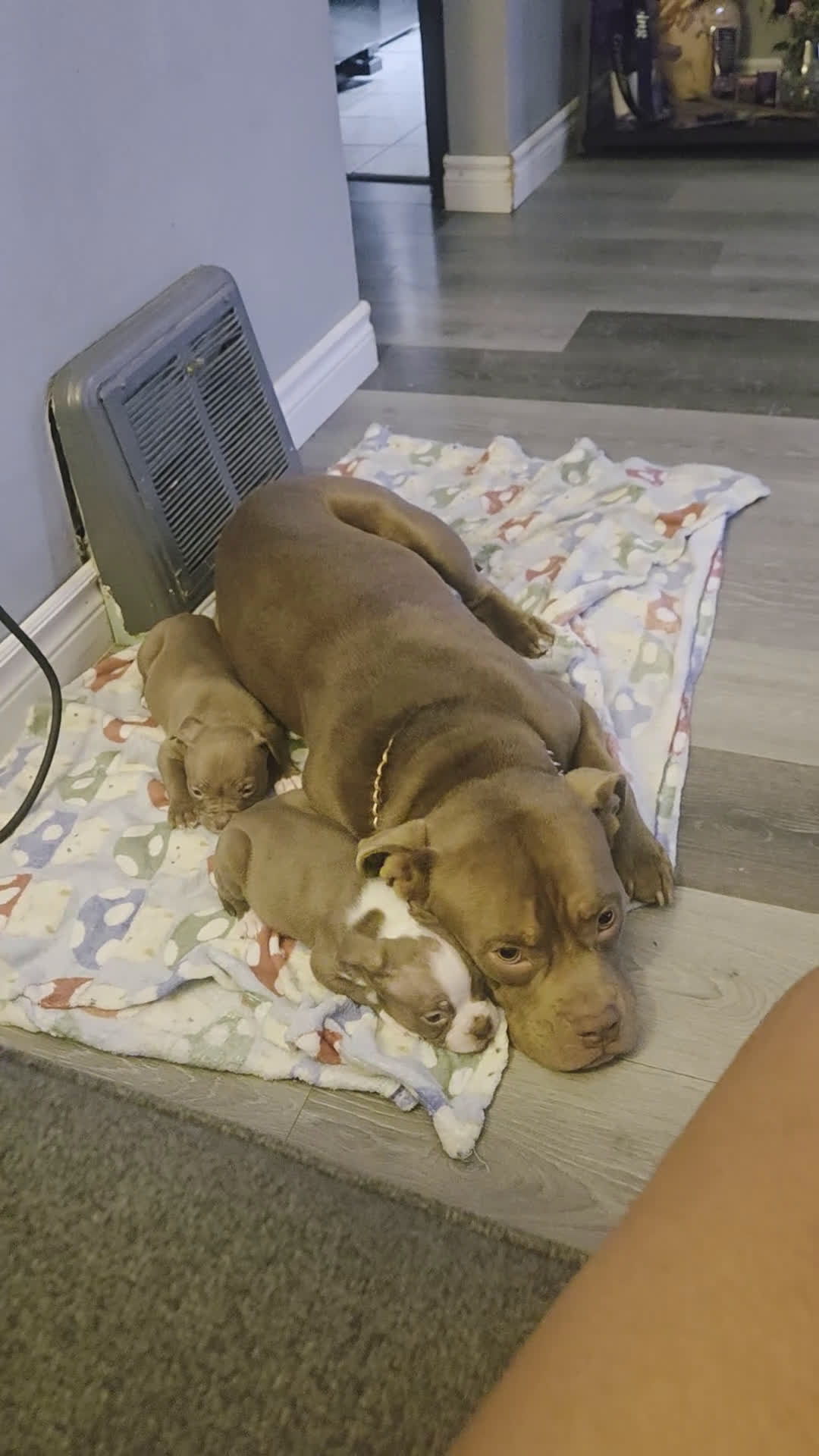 American Bully dogs for sale: American Bully Puppy 1 - Video 1