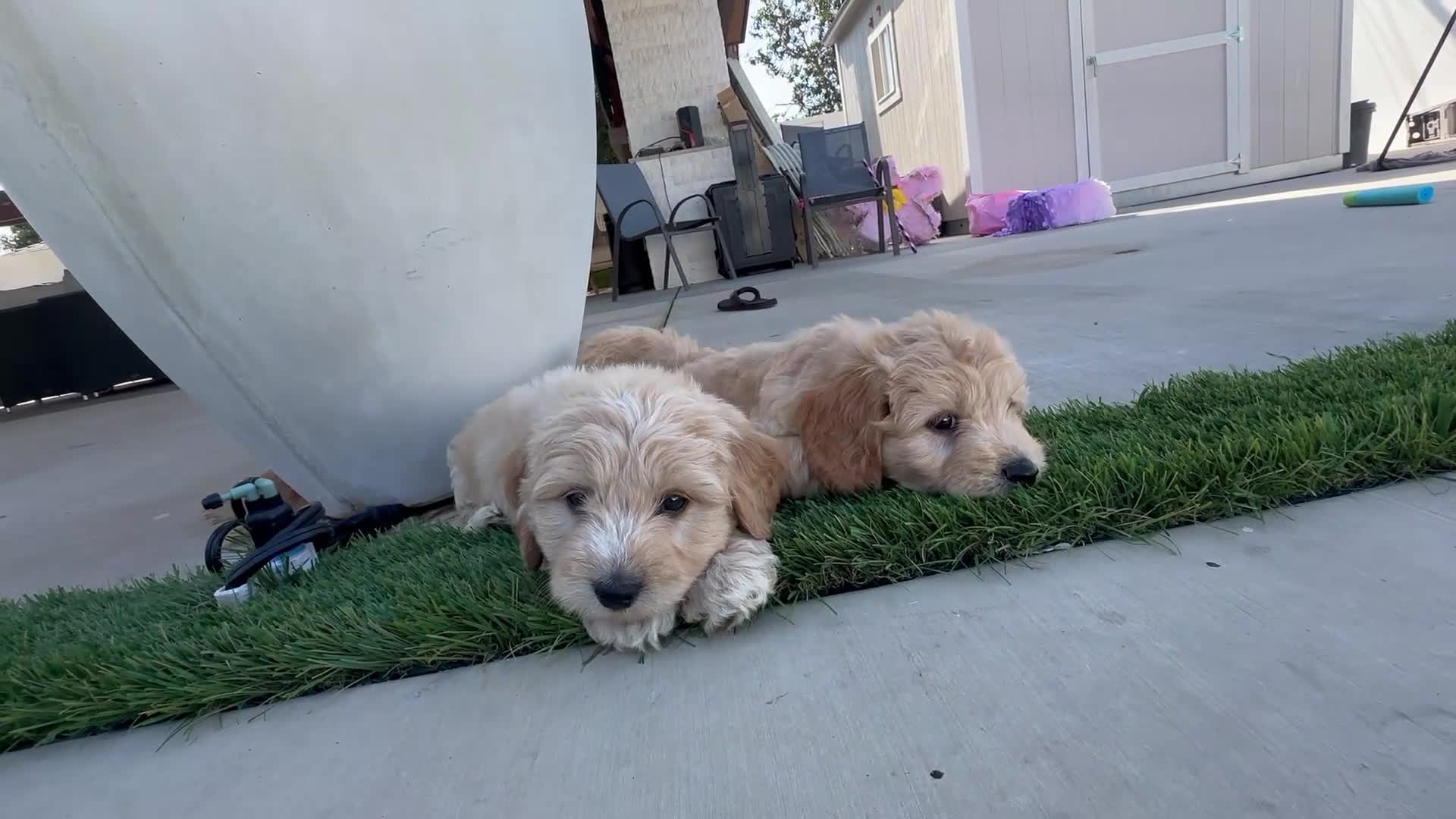 Goldendoodle dogs for sale: Goldendoodle 2 - Video 1