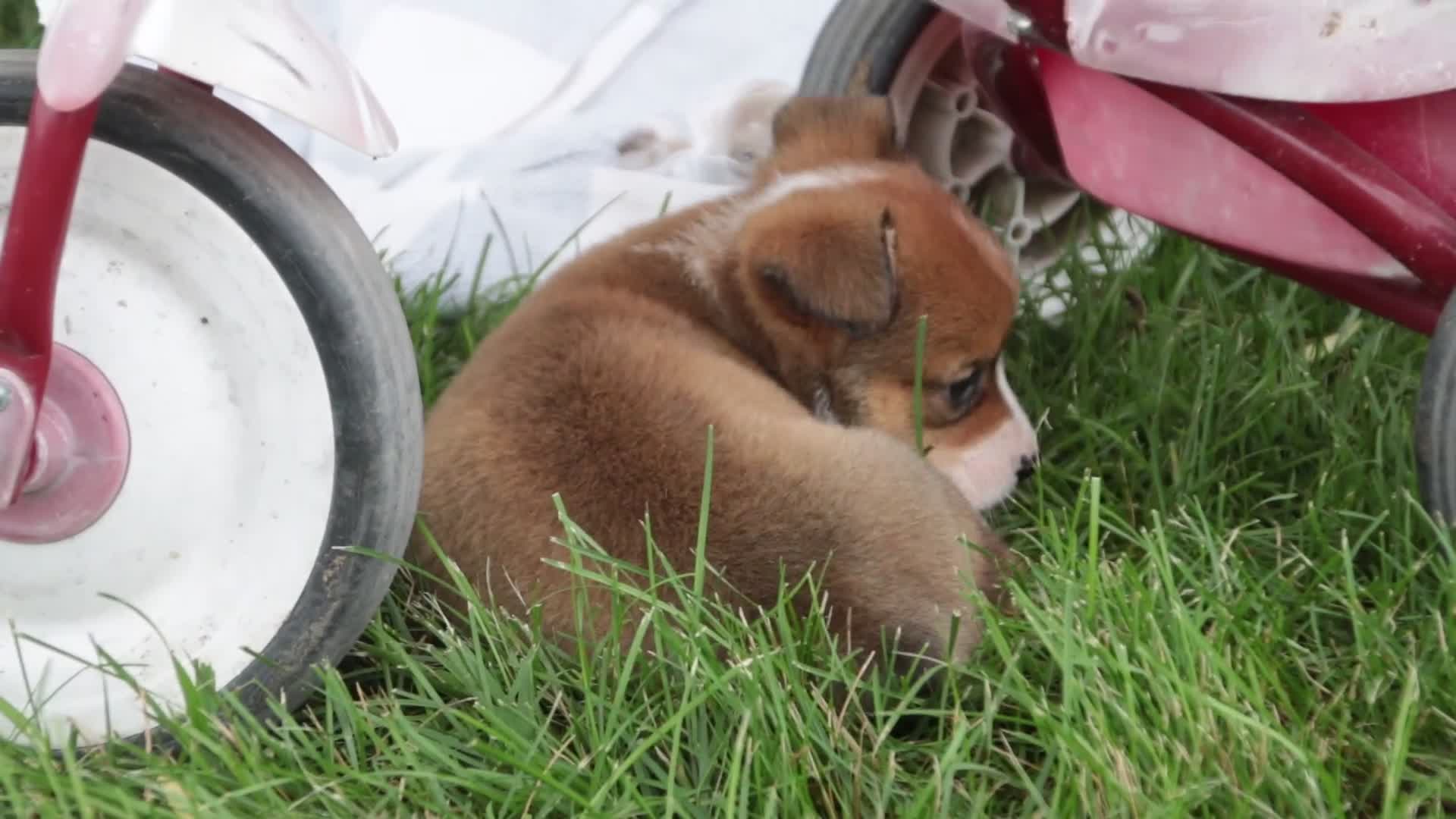 Welsh Corgi Pembroke dogs for sale: Apple Jacks Welsh Corgi Pembroke  - Video 1