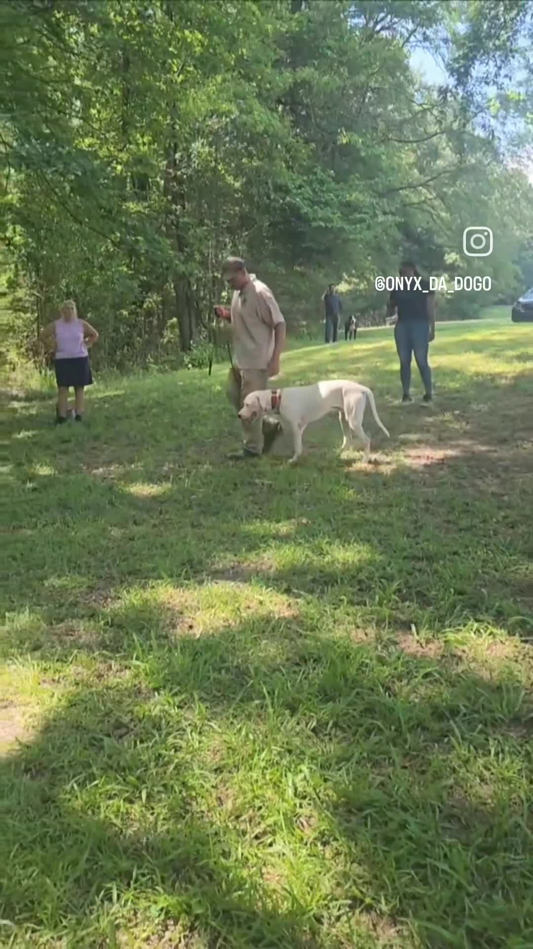 Dogo Argentino dogs for stud: Onyx(stud services only) - Video 1