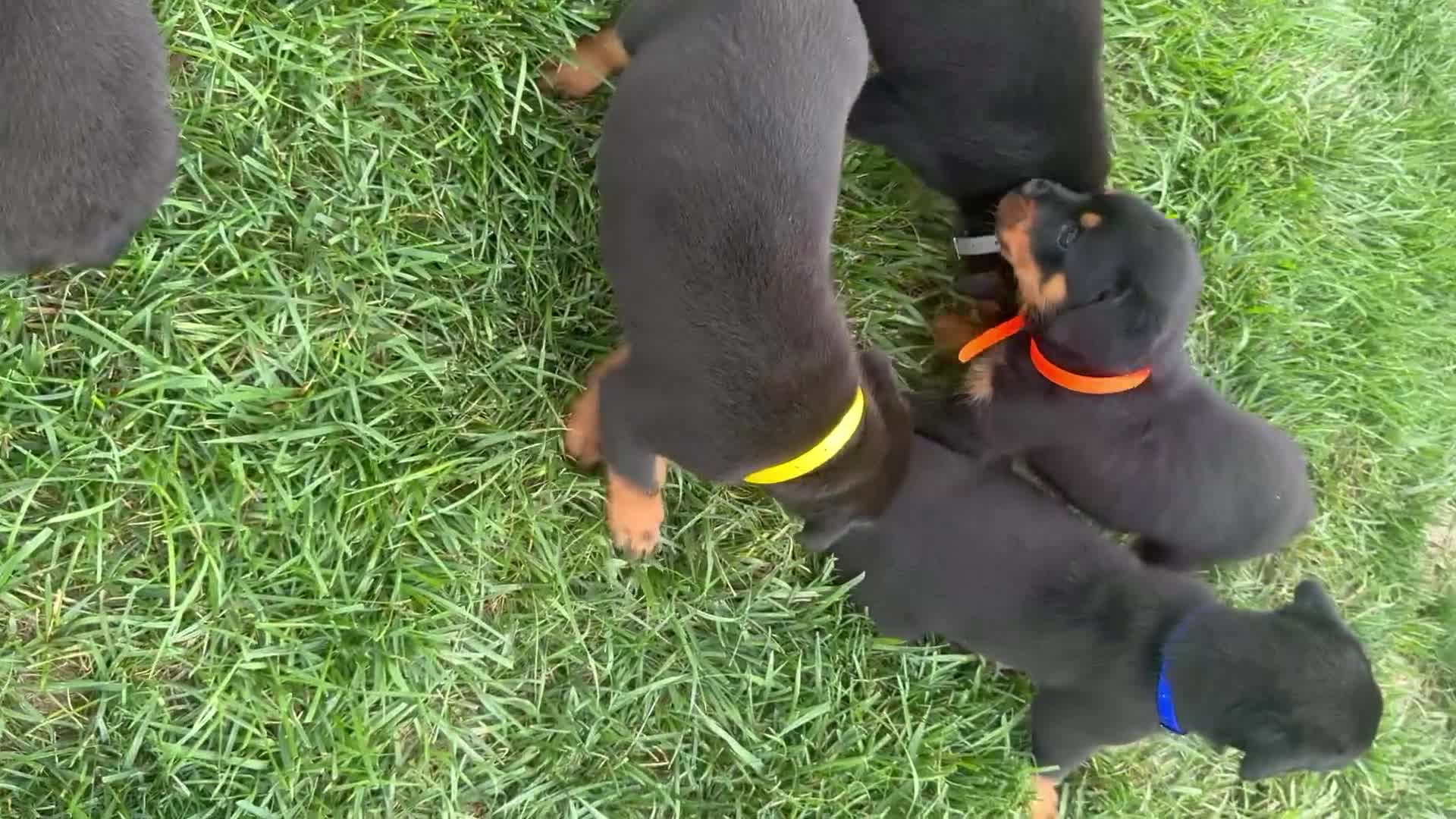 Rottweiler dogs for sale: Willow - Video 1