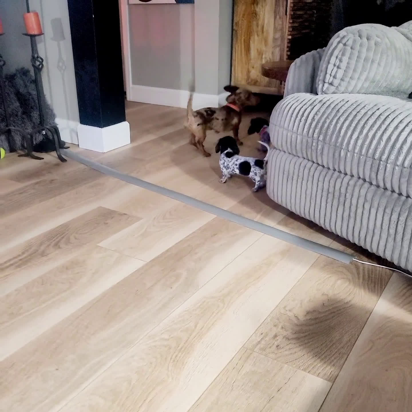 Miniature Dachshund dogs for sale: Rudolph  Miniature Dachshund Puppy 2 - Video 1