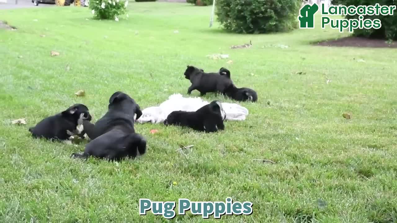 Pug dogs for sale: Bindy - Video 1
