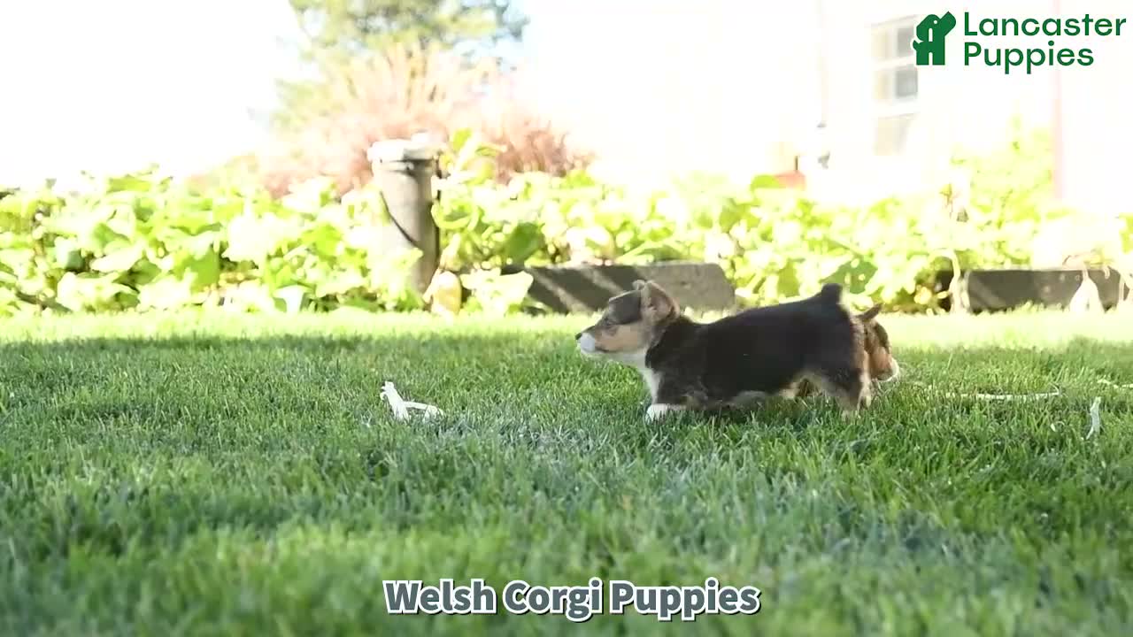 Welsh Corgi Pembroke dogs for sale: Hatty - Video 1