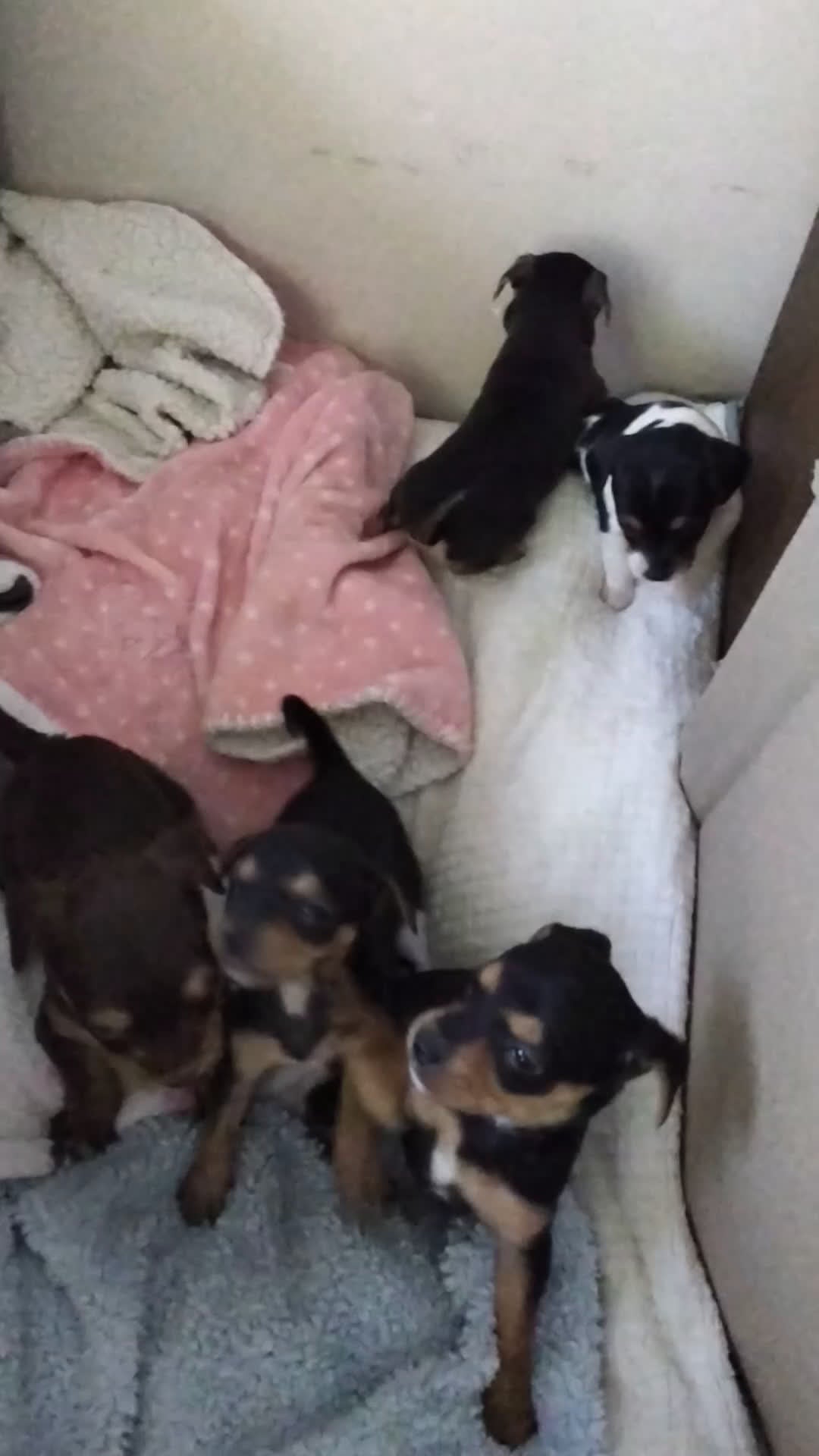 Mixed Breed dogs for sale: ChiChi - Video 2