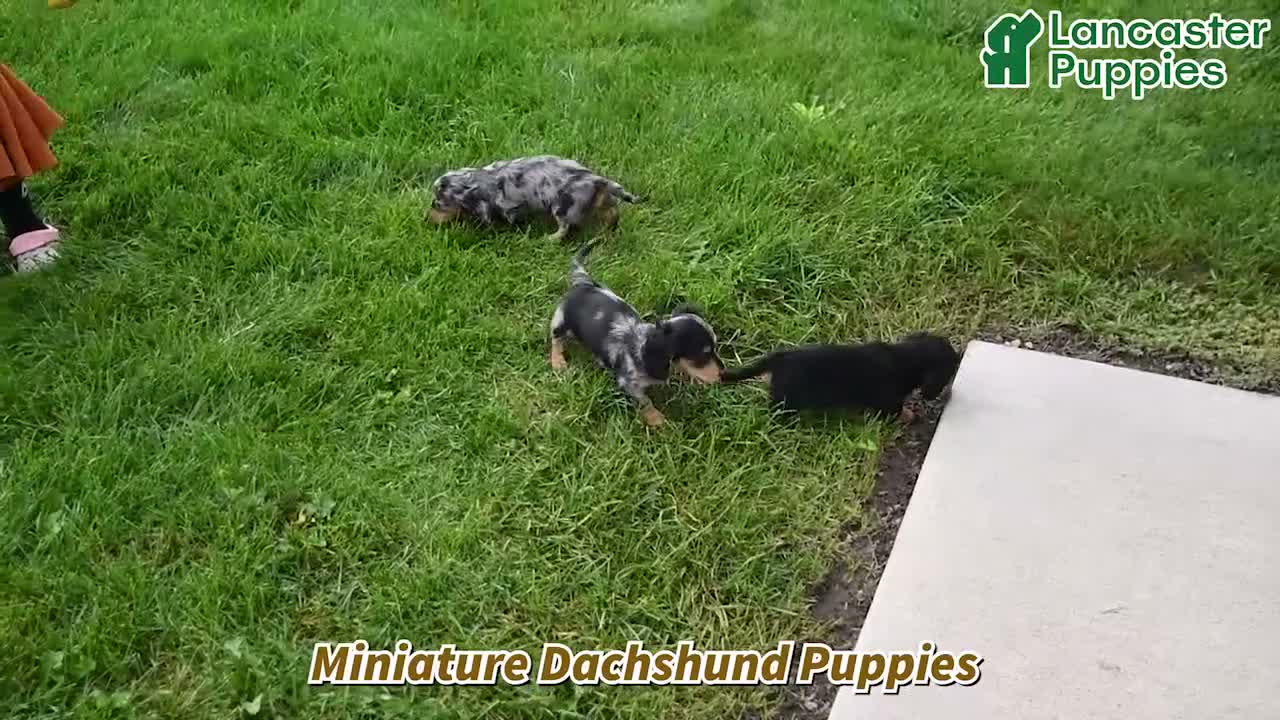 Miniature Dachshund dogs for sale: Kim  - Video 1