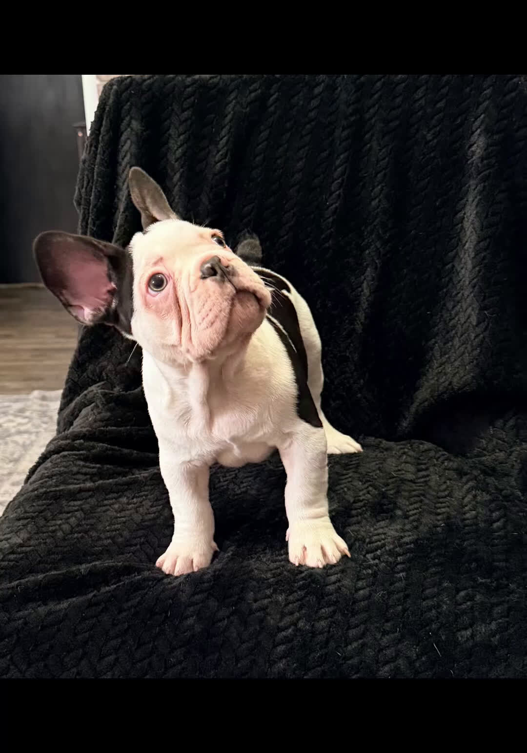 French Bulldog dogs for sale: Rachel - Video 1