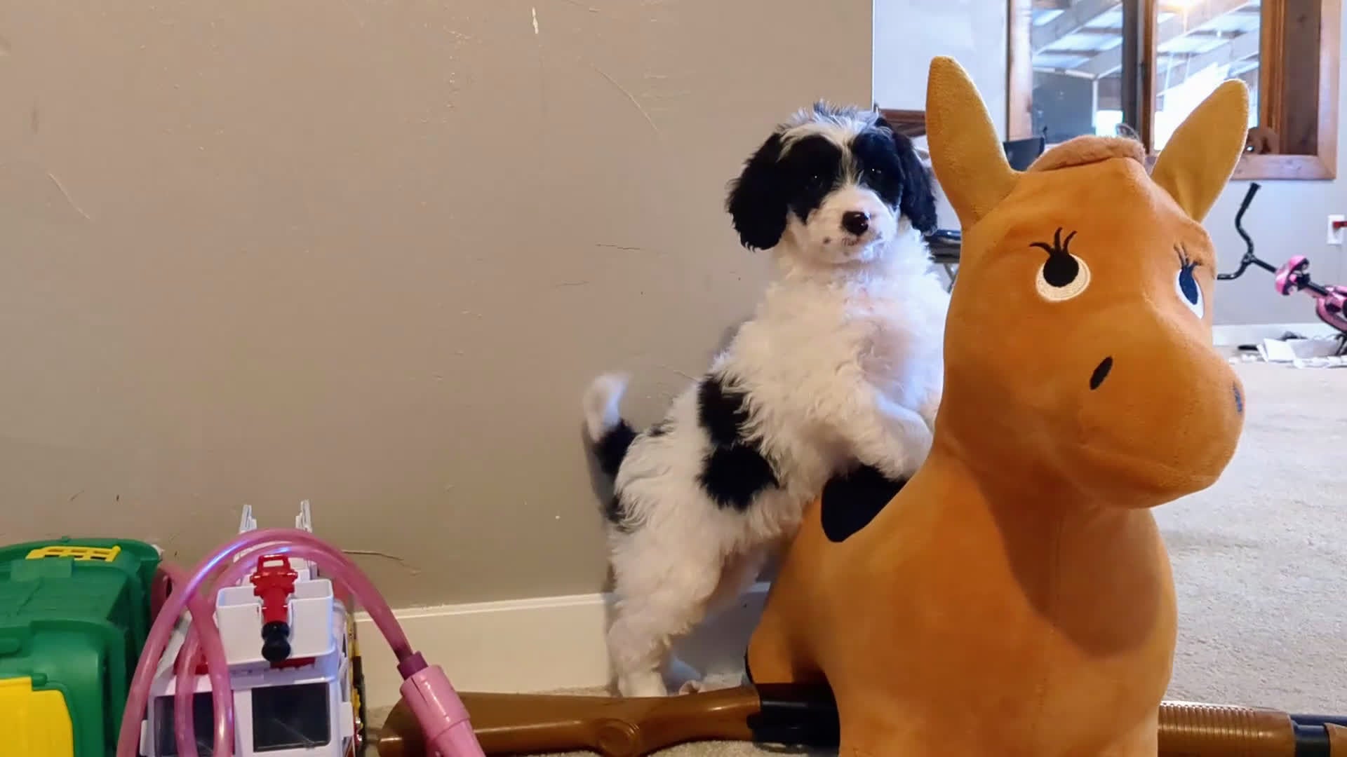 Mixed Breed dogs for sale: Ashton  - Video 1