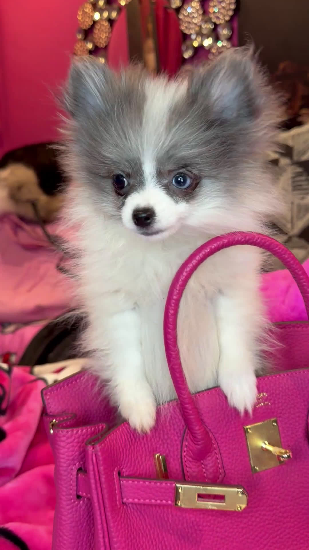 Pomeranian dogs for sale: Pomeranian Puppy 1 - Video 1