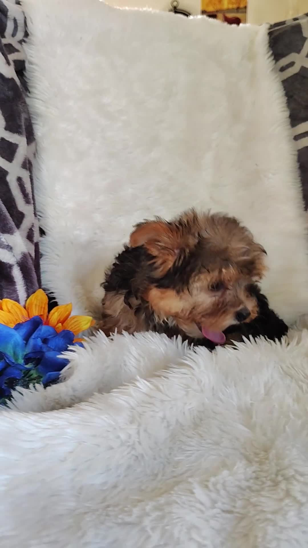 Yorkshire Terrier dogs for sale: Benson - Video 1