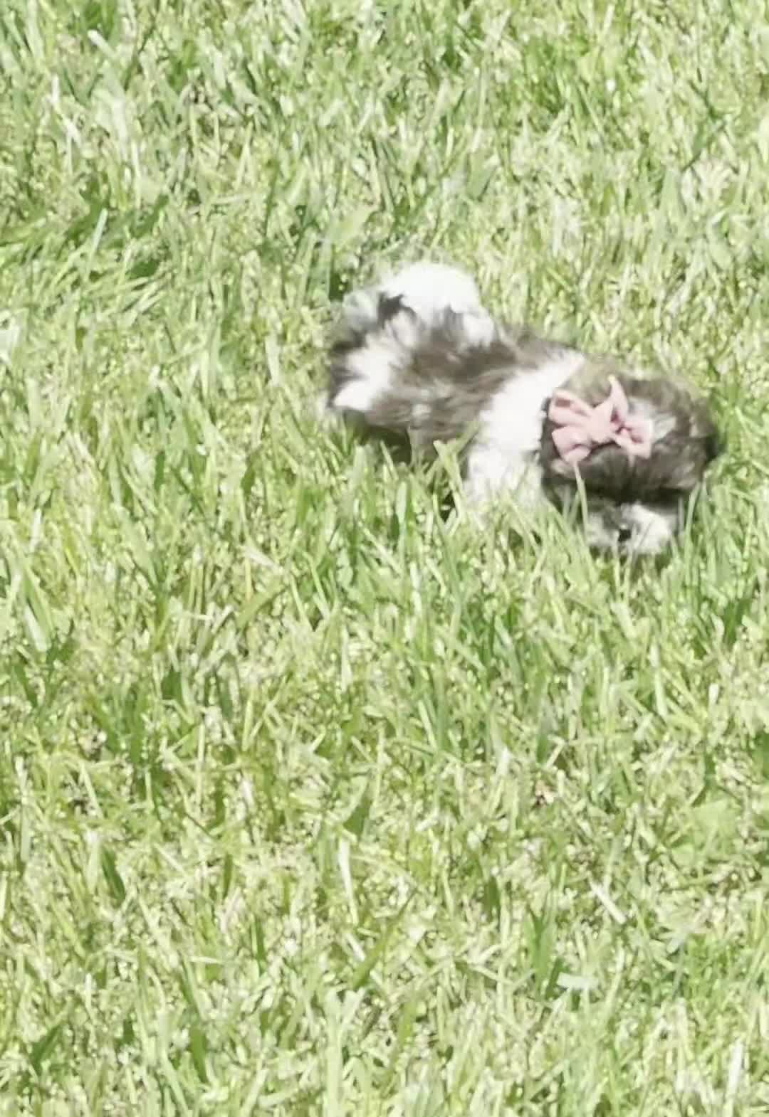 Shih Tzu dogs for sale: Chica - Video 1