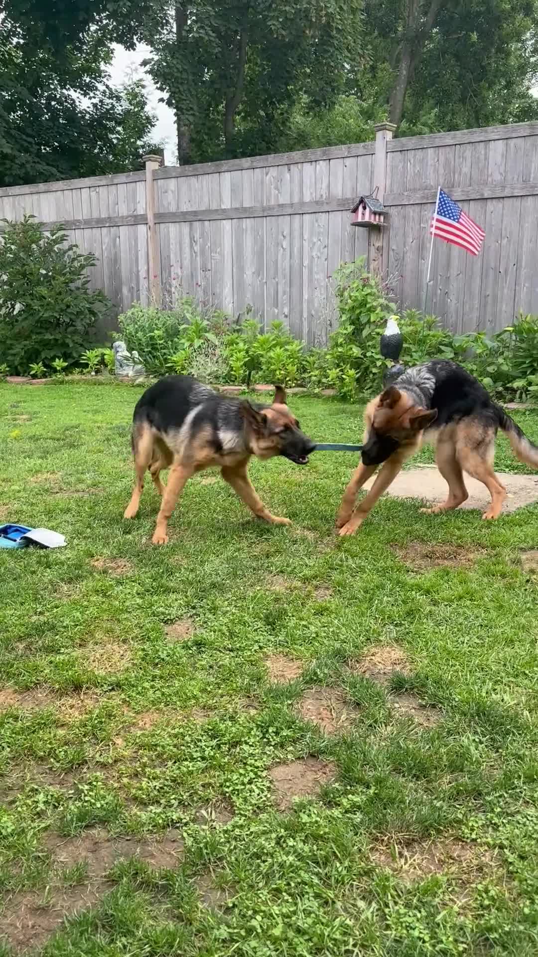 German Shepherd dogs for sale: German Shepherd 1 - Video 1