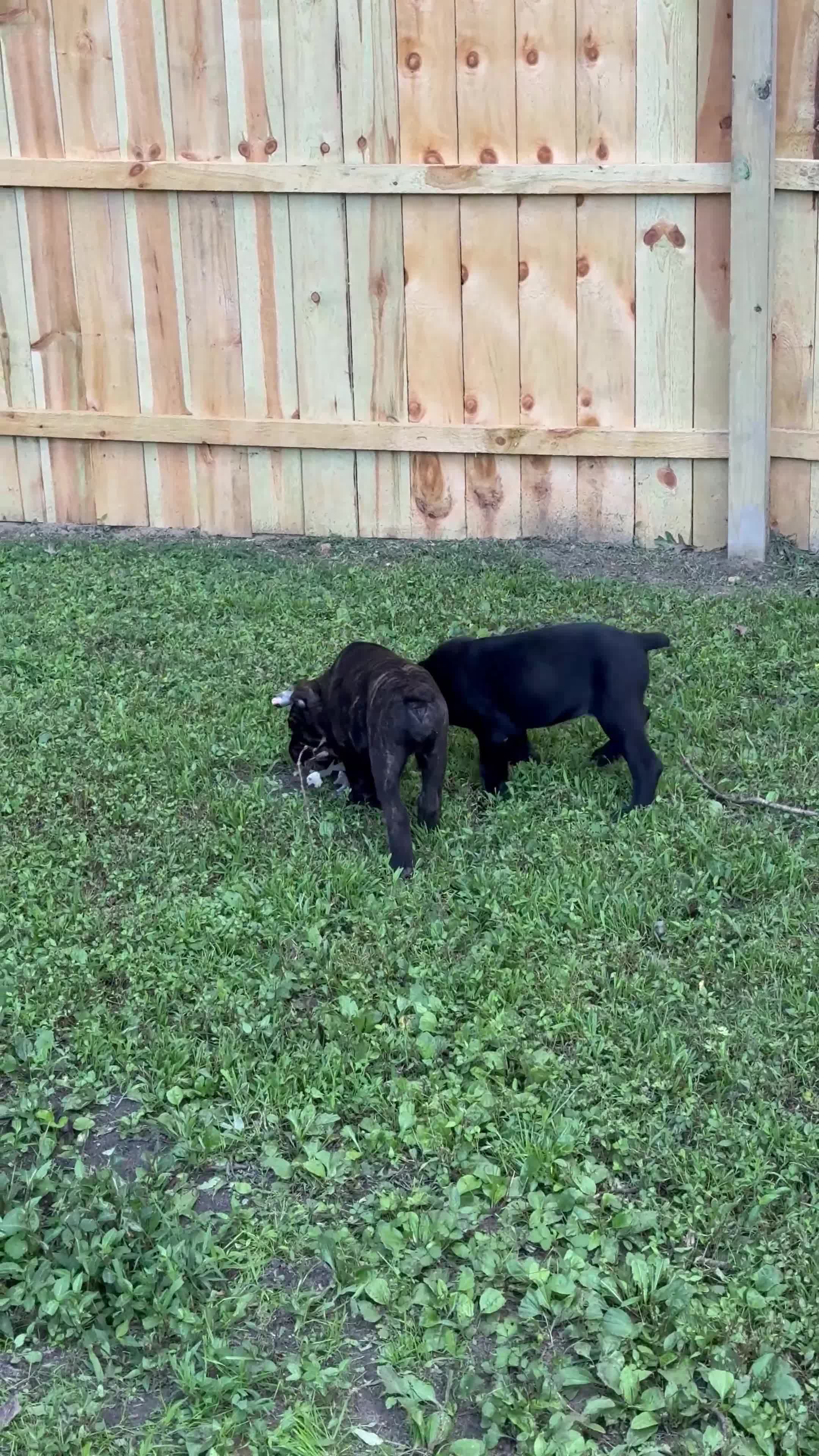 Cane Corso dogs for sale: Cane Corso 2 - Video 1