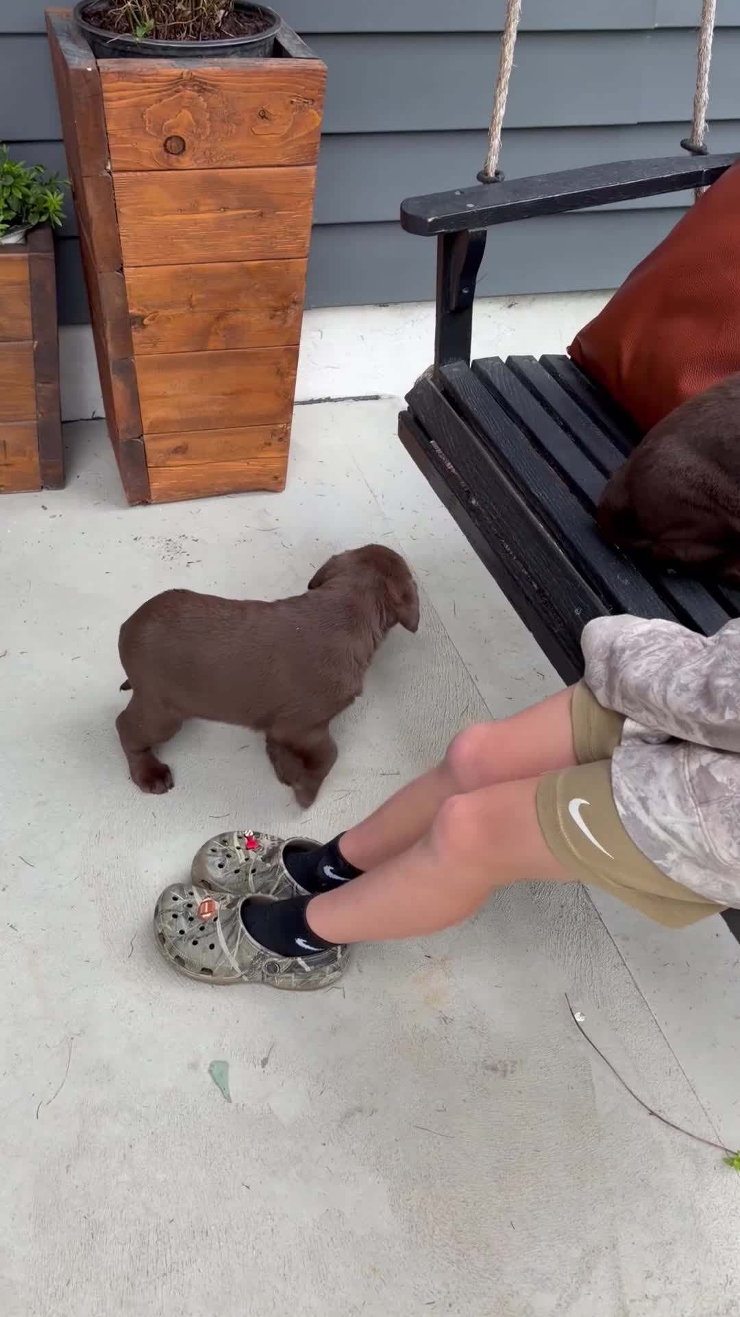 Labrador Retriever dogs for sale: Jett - Video 1