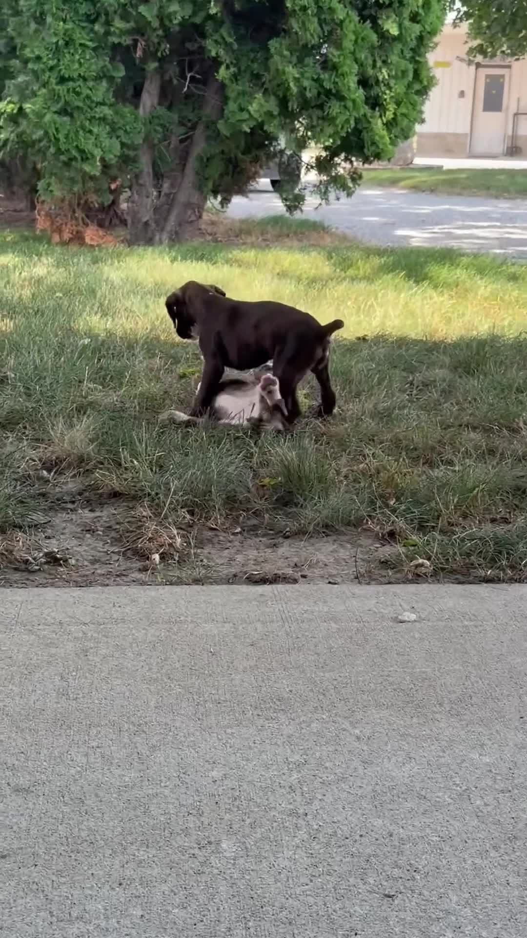 Boxer dogs for sale: Dale - Video 1