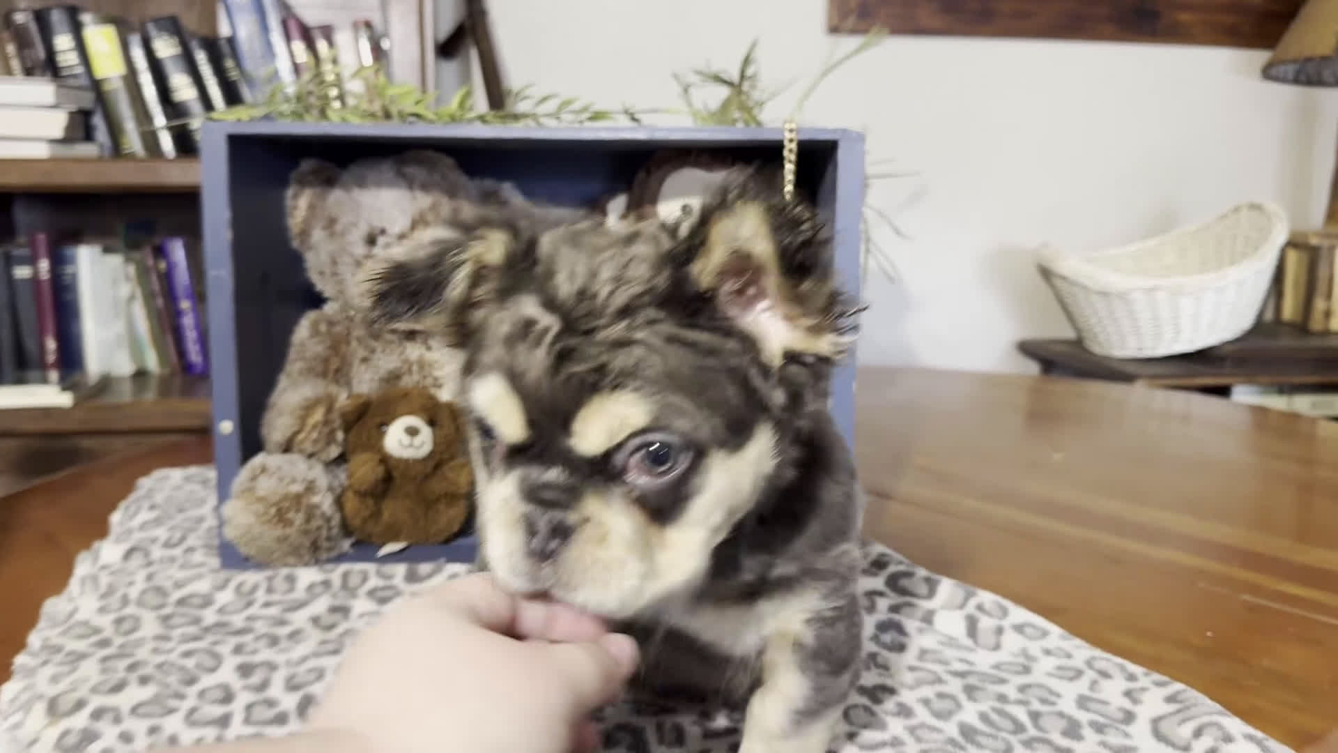 French Bulldog dogs for sale: Envy - Video 1