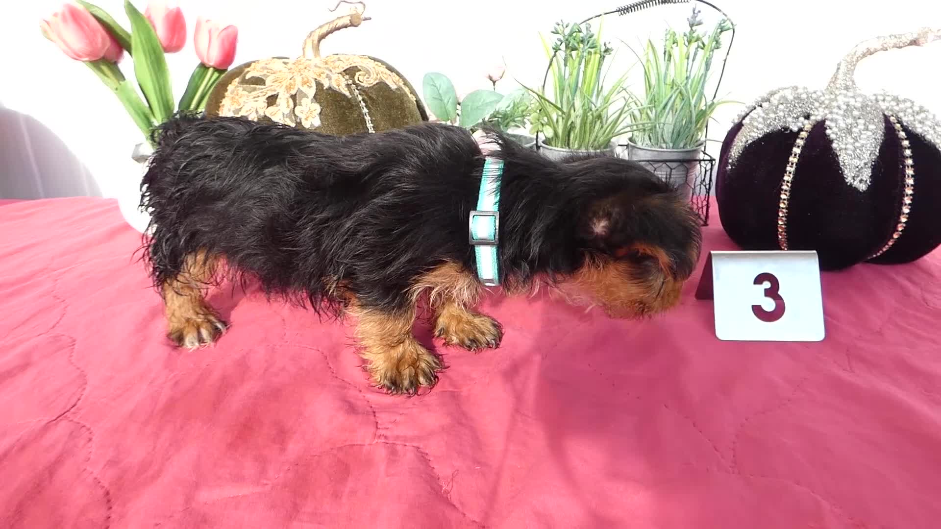 Yorkshire Terrier dogs for sale: Yorkshire Terrier 4 Thompson - Video 4