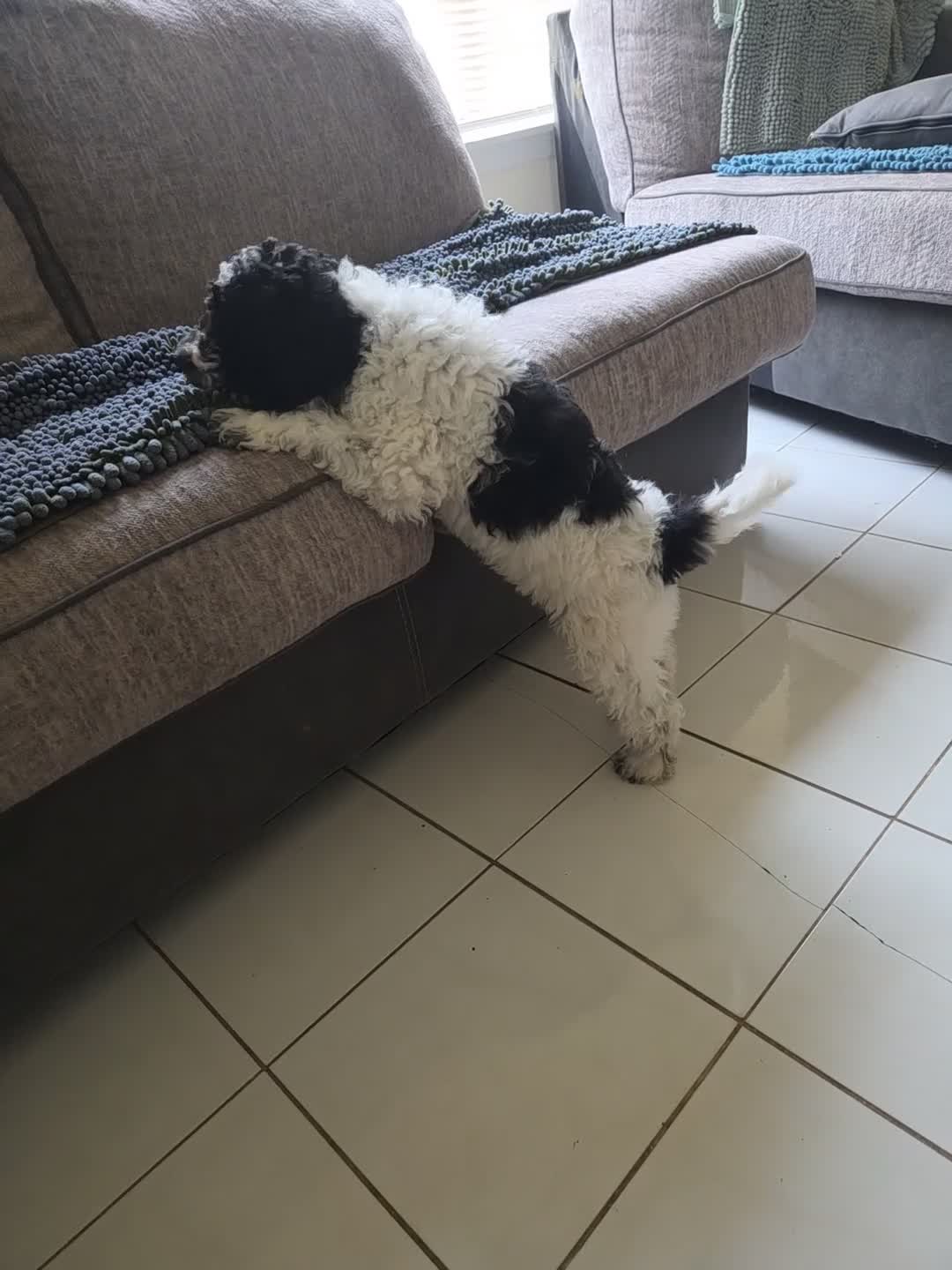 Miniature Poodle dogs for sale: Ugly Betty  - Video 2