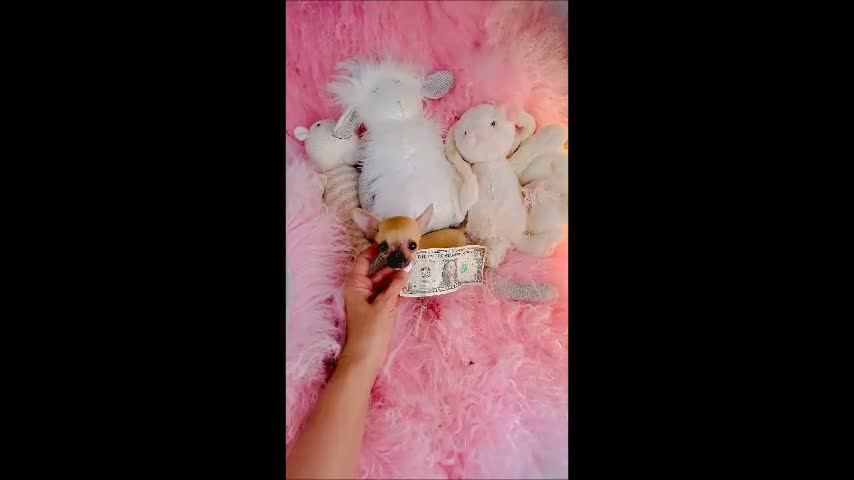 Chihuahua dogs for sale: Teacup/Pocketbook Chihuahua 1 - Video 1