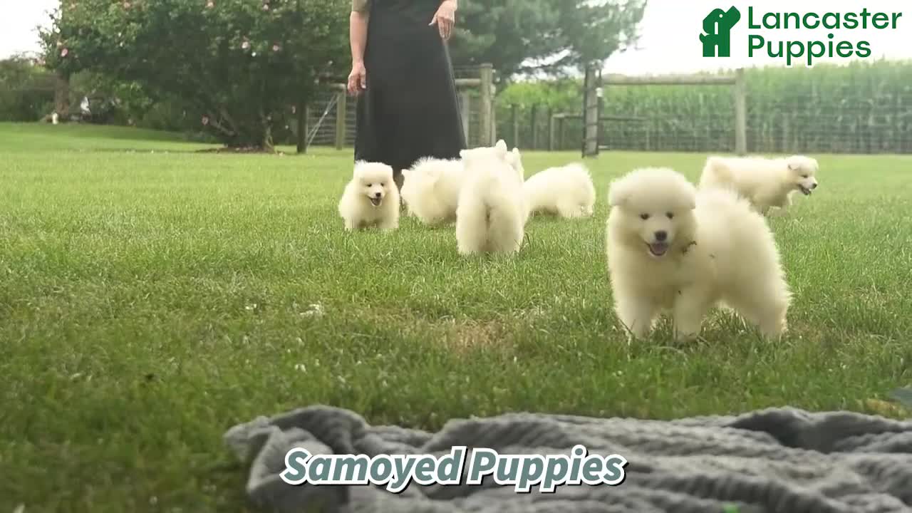Samoyed dogs for sale: Sheldon - Video 1