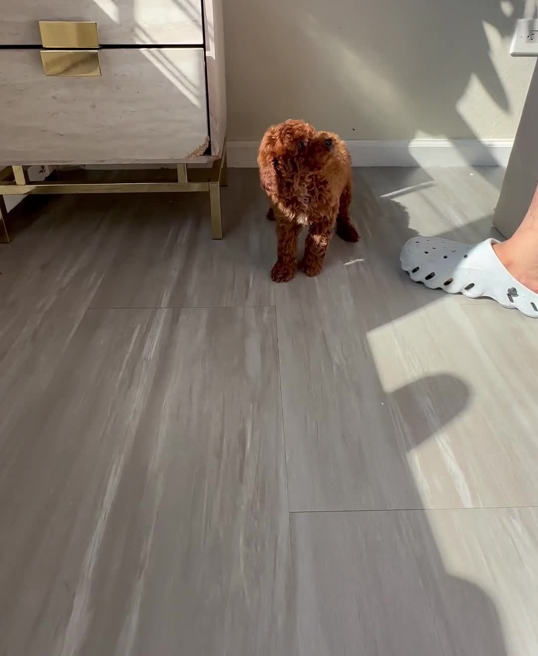 Toy Poodle dogs for sale: Theo  - Video 2