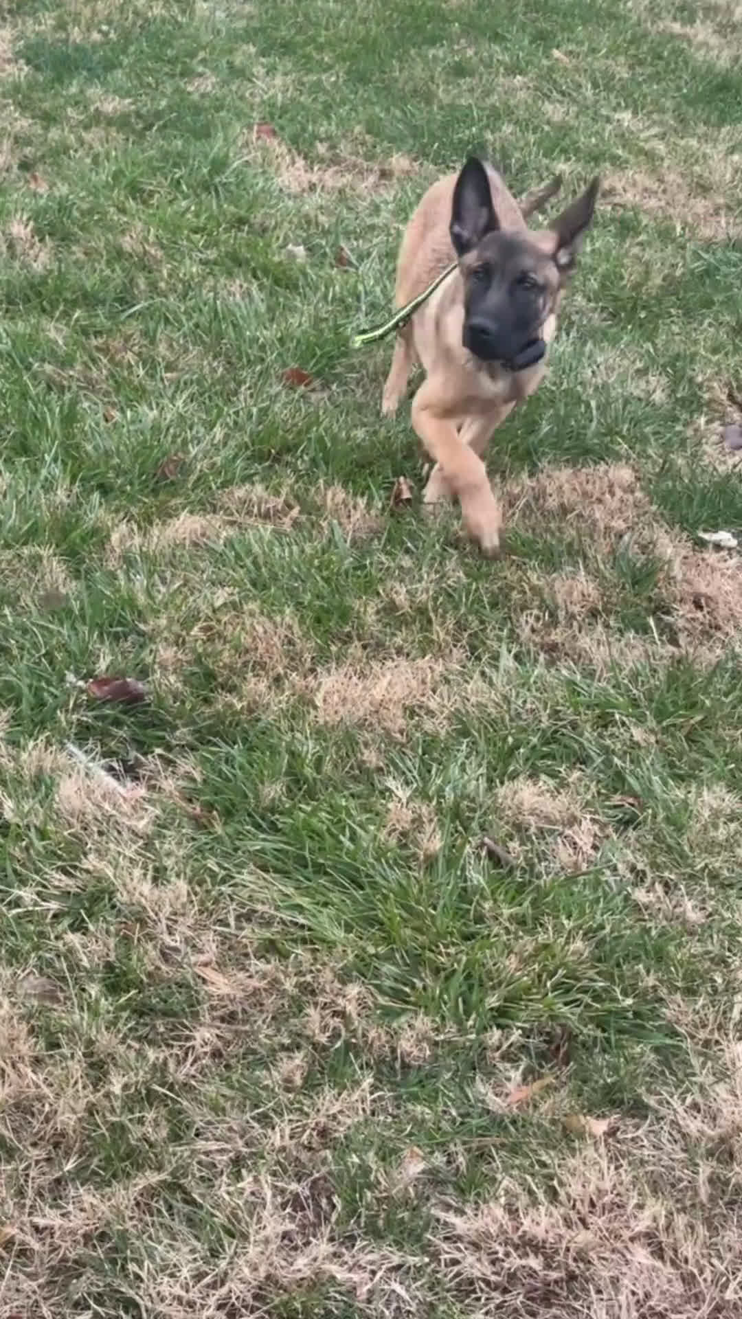 Belgian Malinois dogs for sale: Belgian Malinois Puppy 1 - Video 1