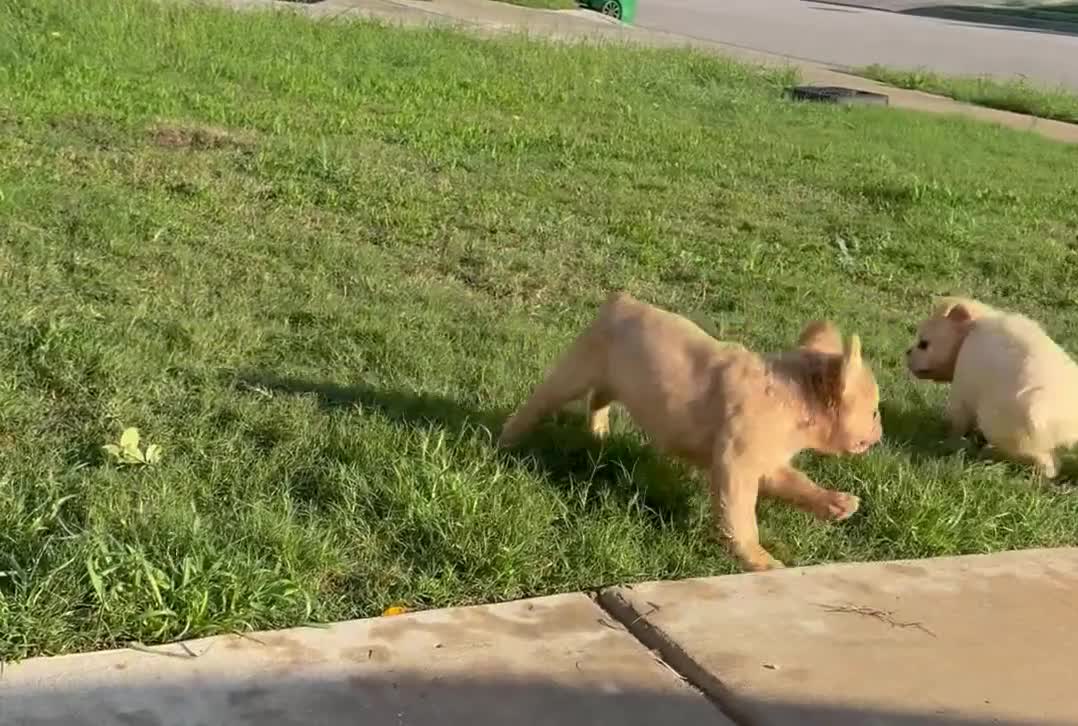 French Bulldog dogs for sale: Sunshine  - Video 1