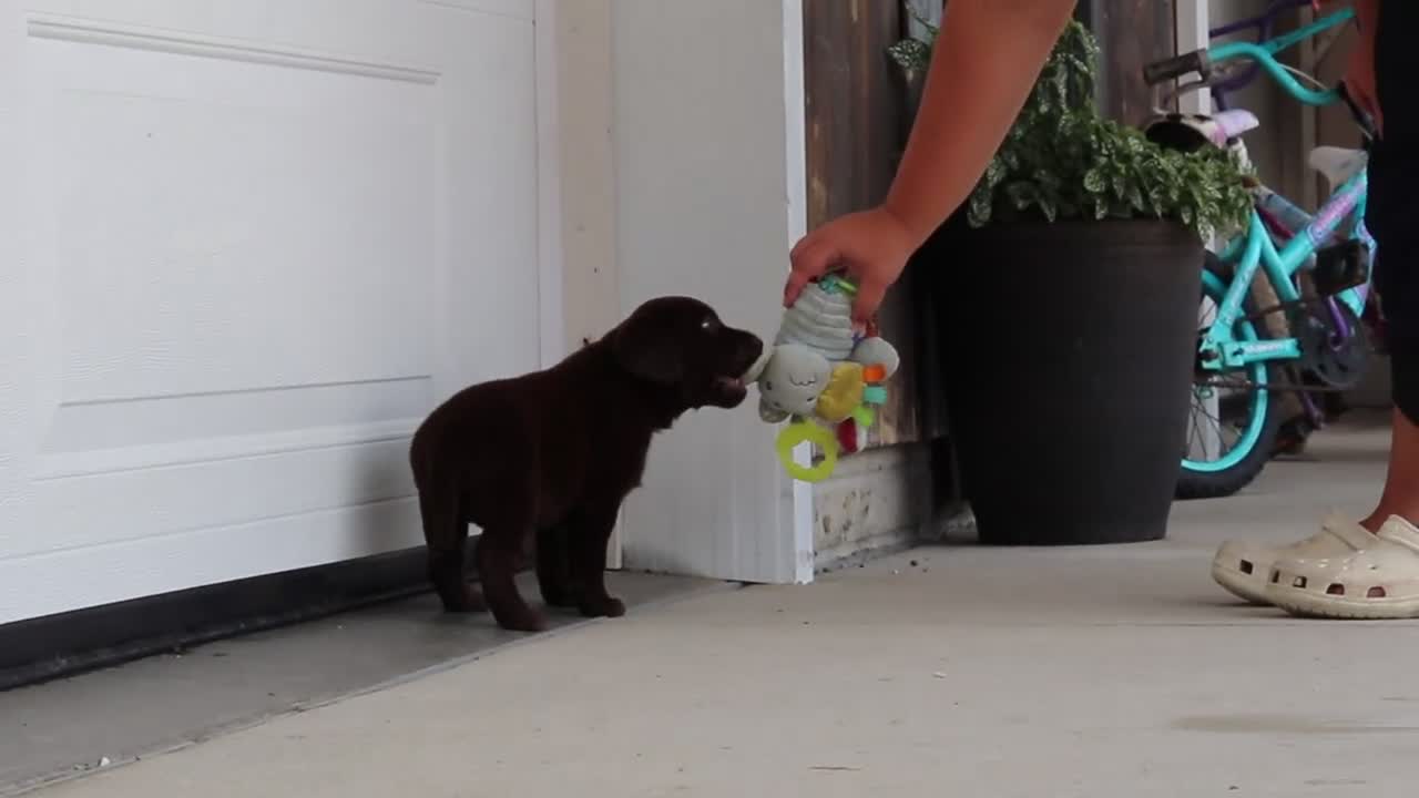 Labrador Retriever dogs for sale: Echo - Video 1