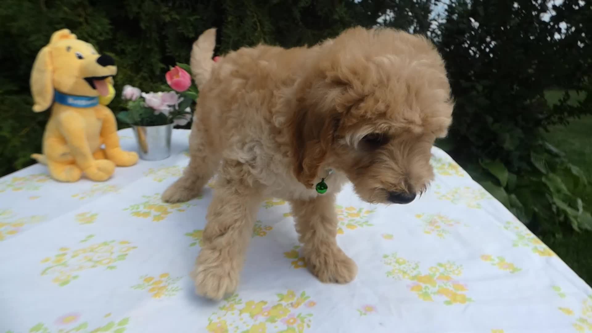 Mini Goldendoodle dogs for sale: Goldendoodle 5 Lanny - Video 1
