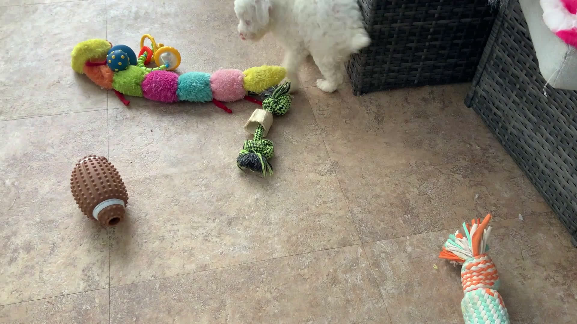 Toy Poodle dogs for sale: speller - Video 1
