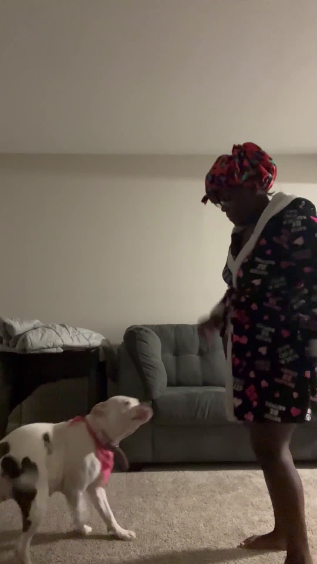 American Bully dogs for sale: American Bully Puppy 1 - Video 4