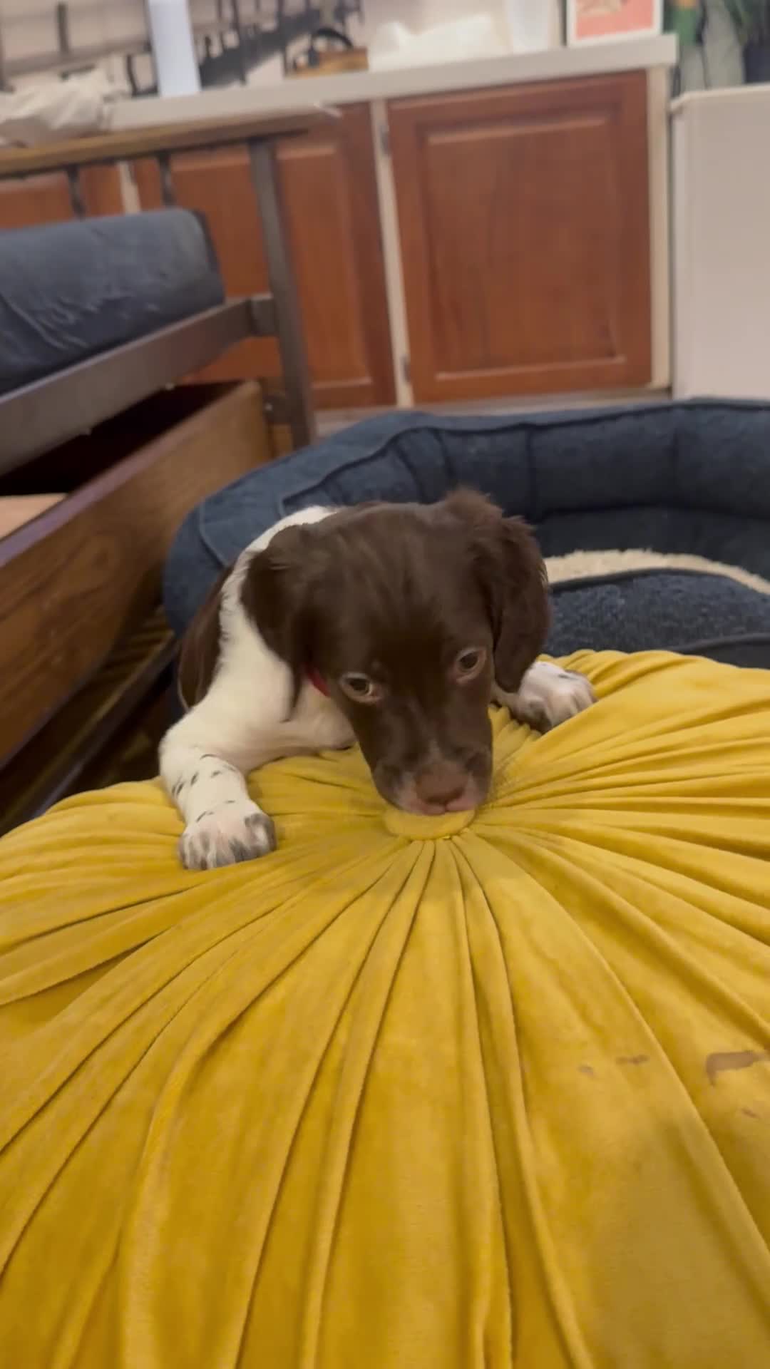 Brittany Spaniel dogs for sale: Candy - Video 1