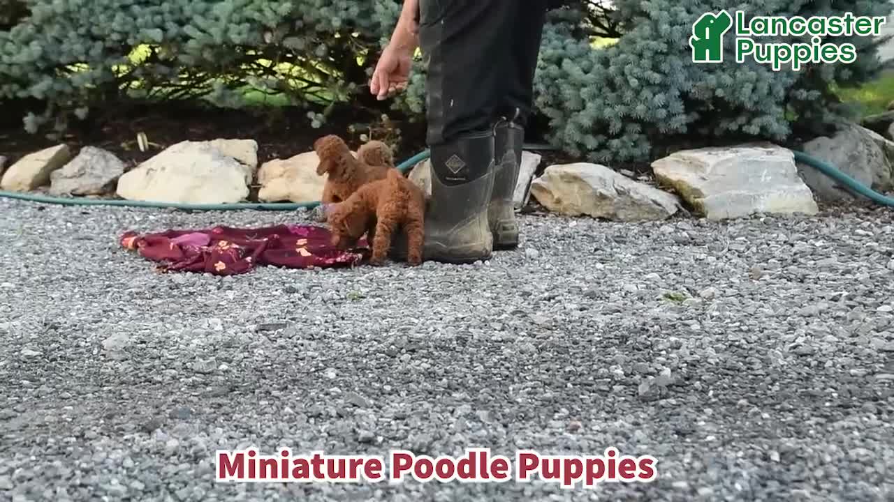 Miniature Poodle dogs for sale: Chloe - Video 1