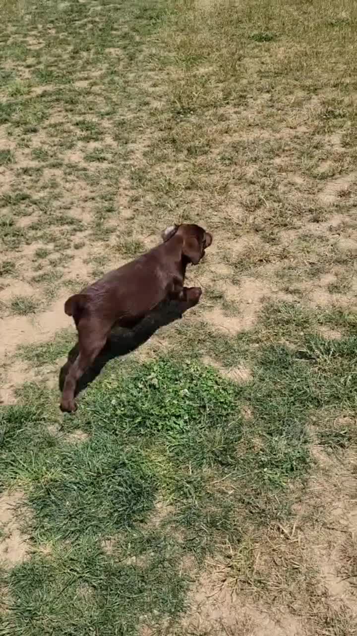 Labrador Retriever dogs for sale: Ginger  - Video 1
