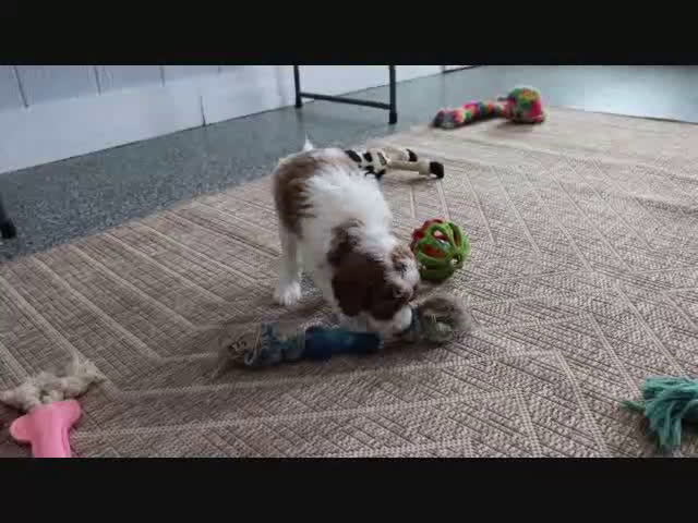 Mini Goldendoodle dogs for sale: Sarge - Video 1