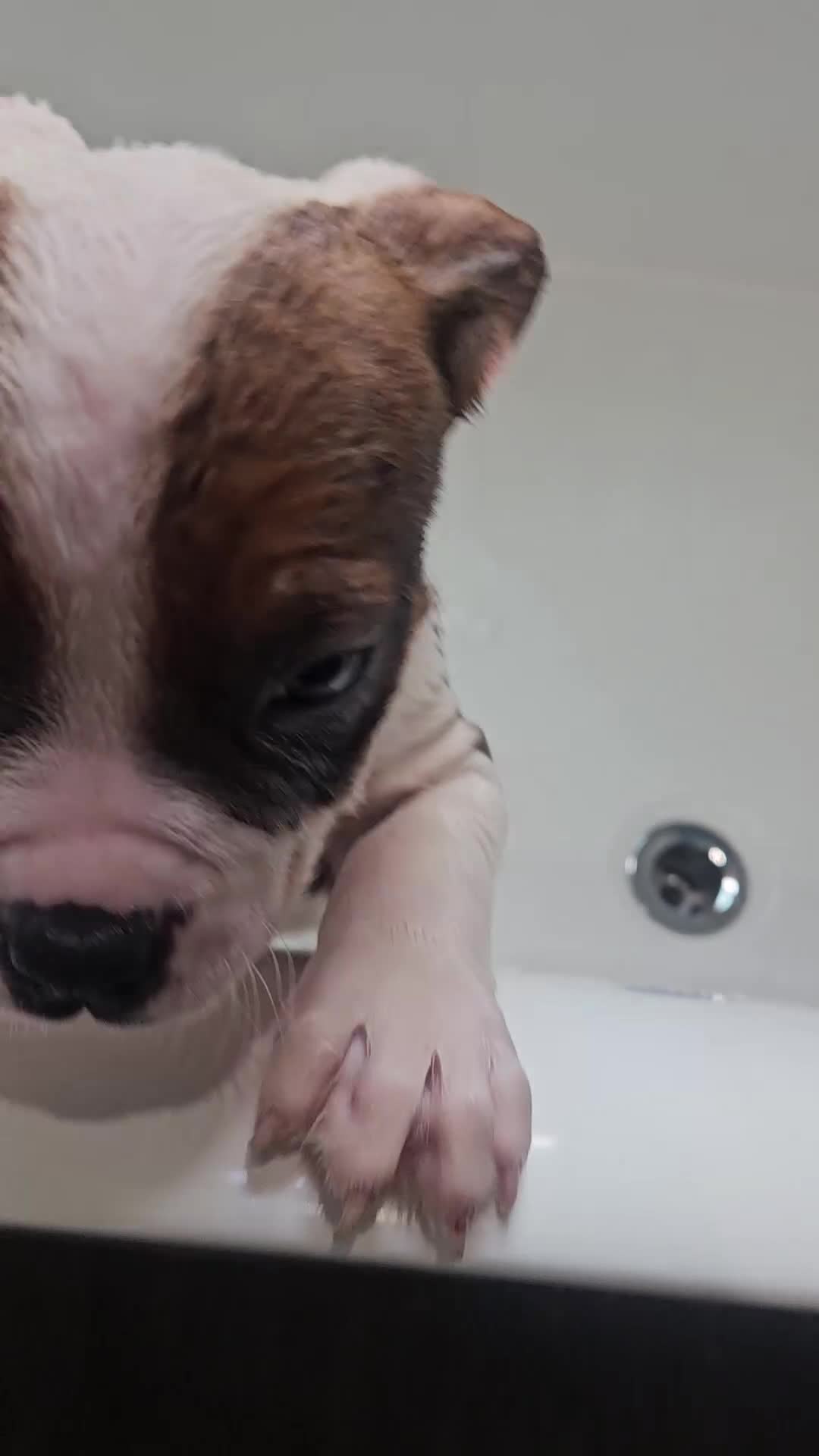 Mixed Breed dogs for sale: Patches - Video 1