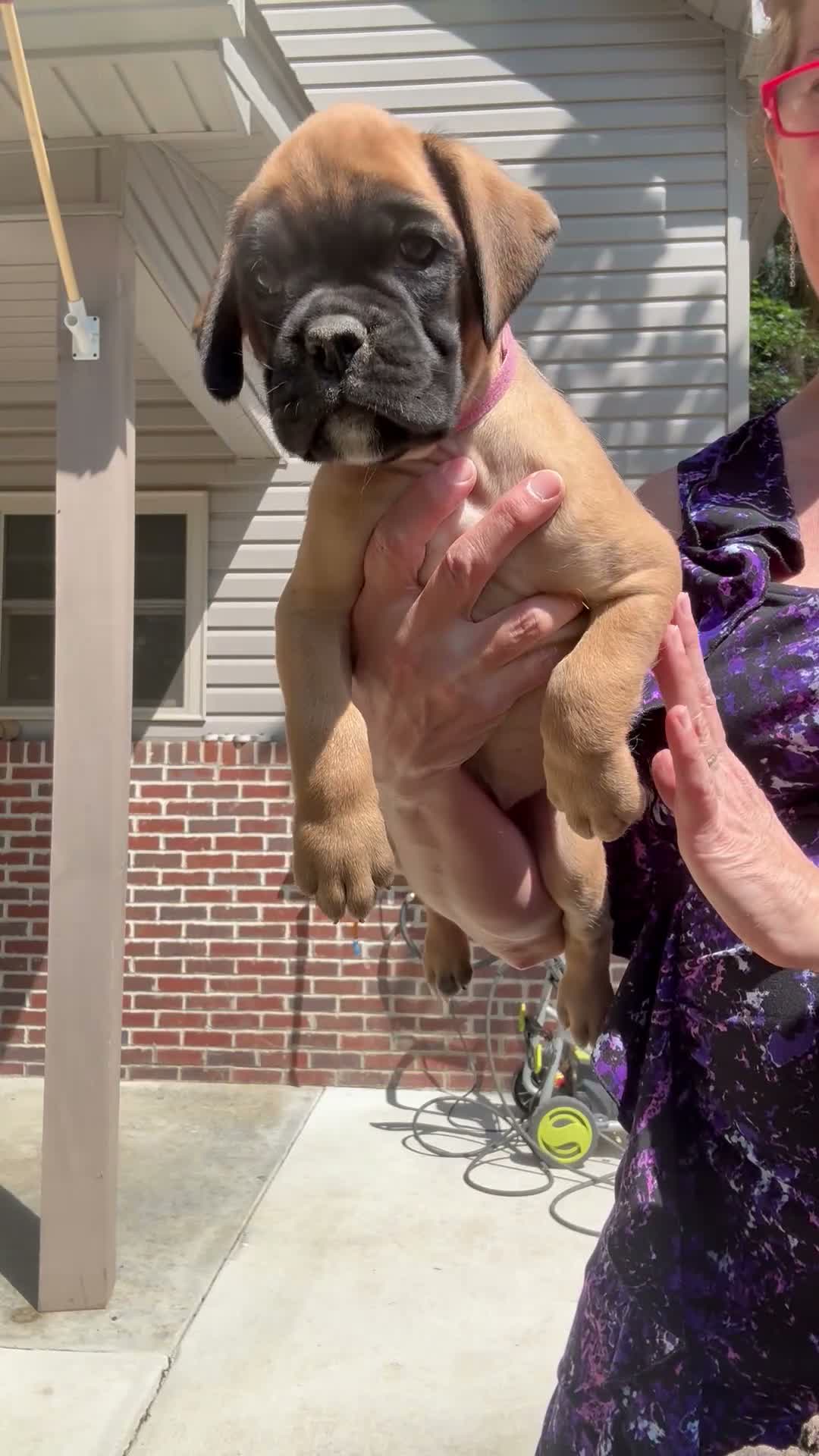 Boxer dogs for sale: Lizzie AKC Euro - Video 2