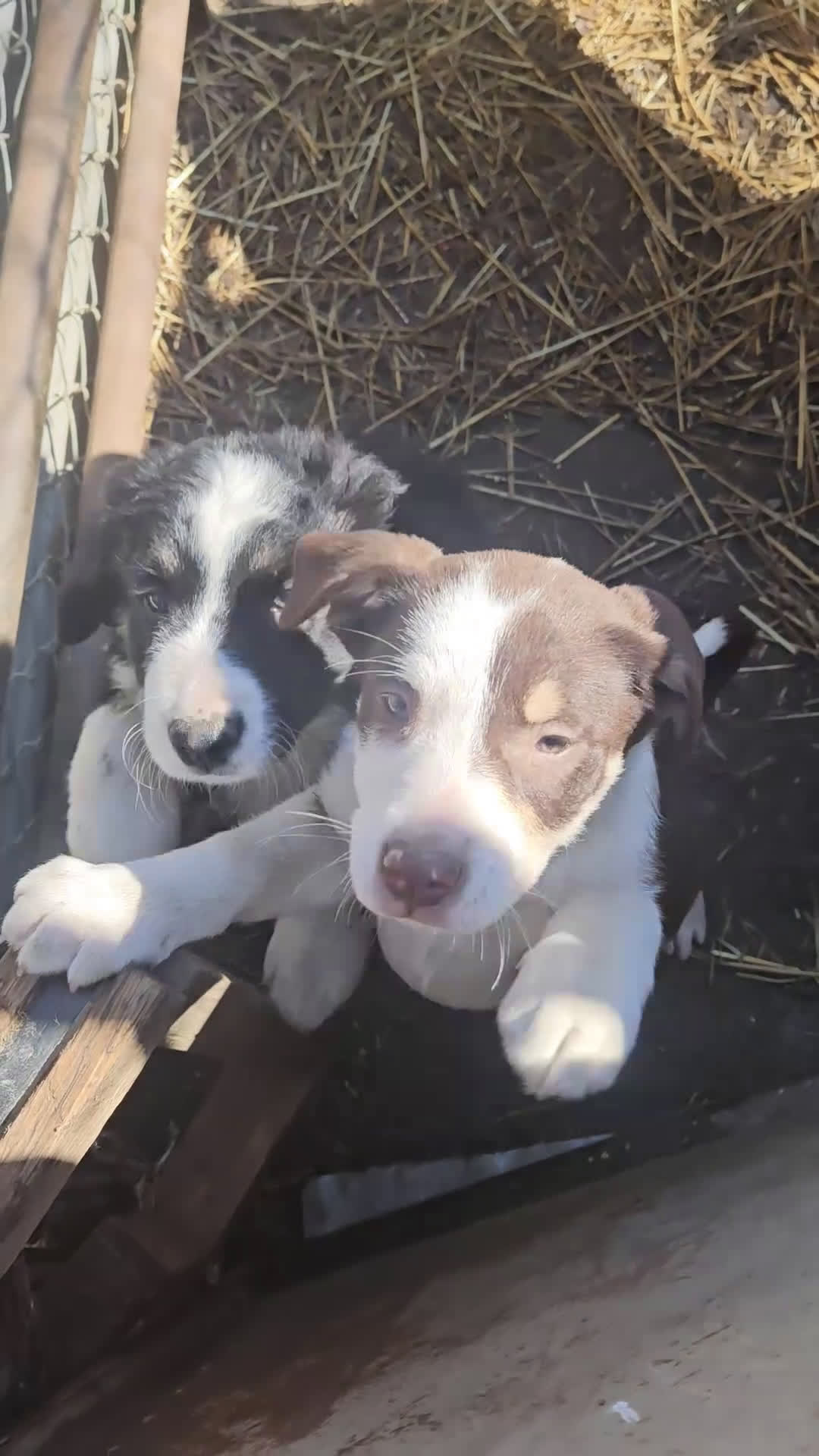 Border Collie dogs for sale: Elfrank (Call-Text) - Video 1