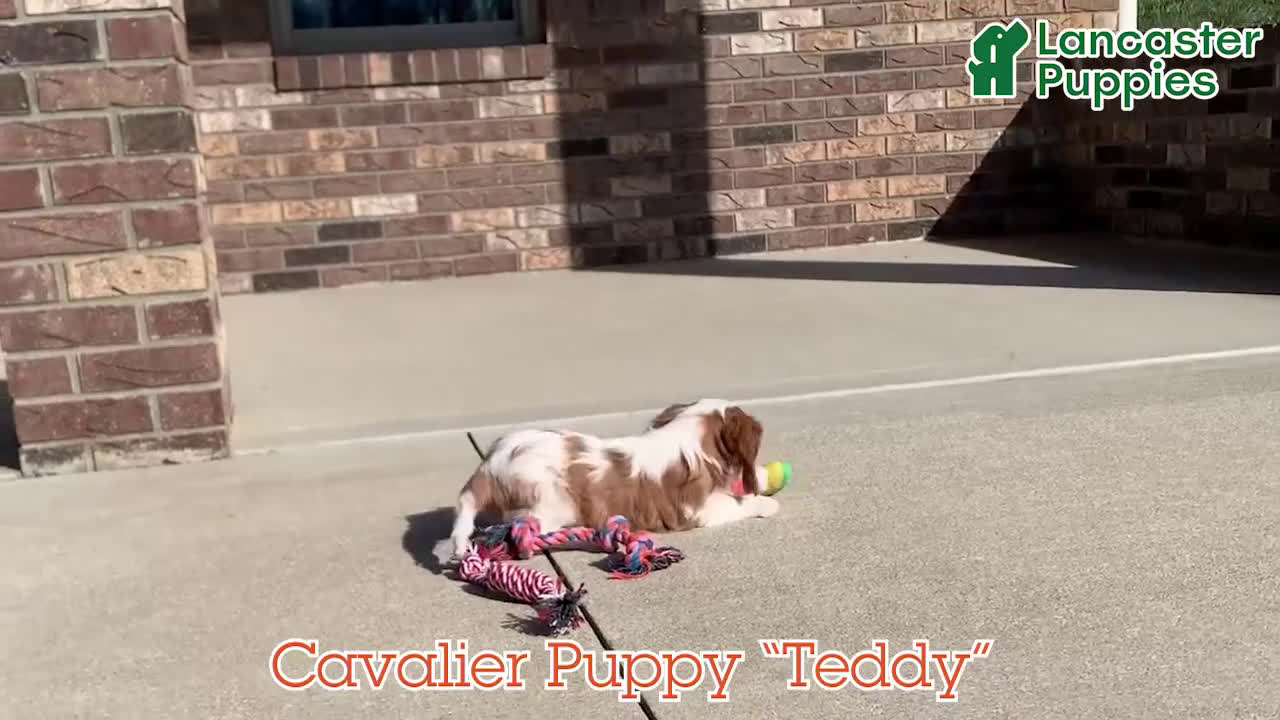 Cavalier King Charles Spaniel dogs for sale: Teddy - Video 1