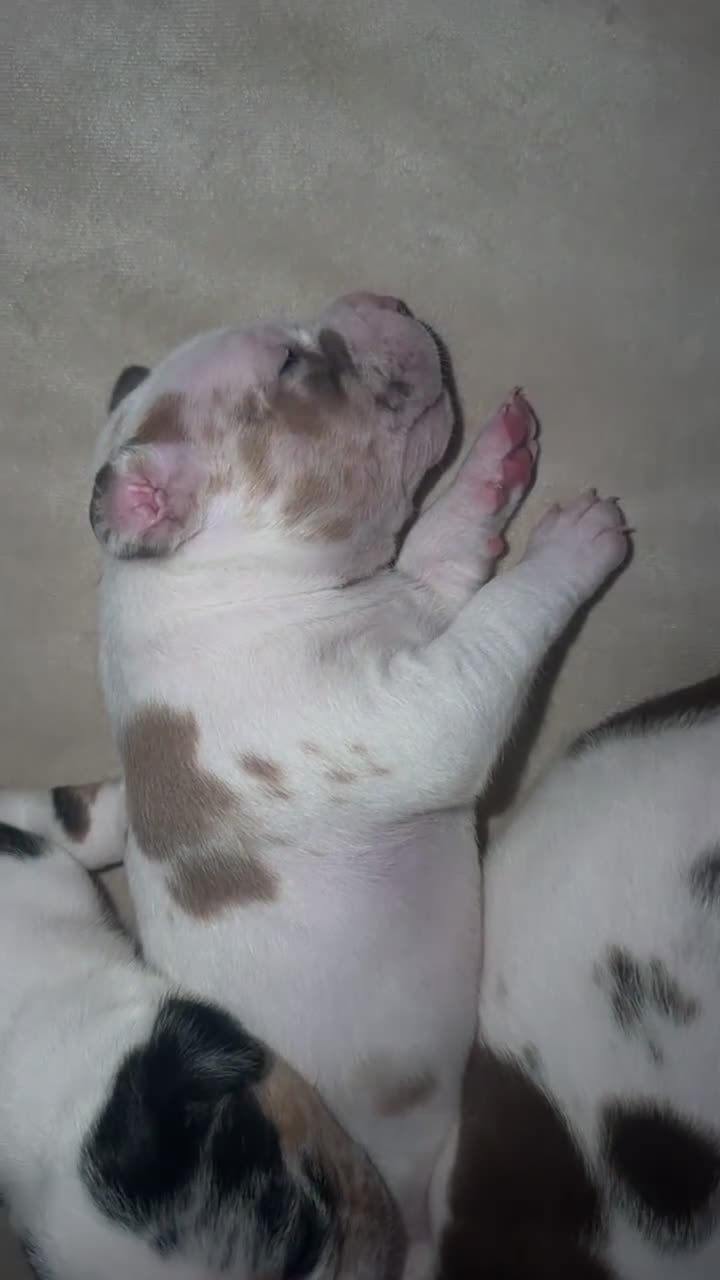 American Bully dogs for sale: American Bully 4 - Video 1