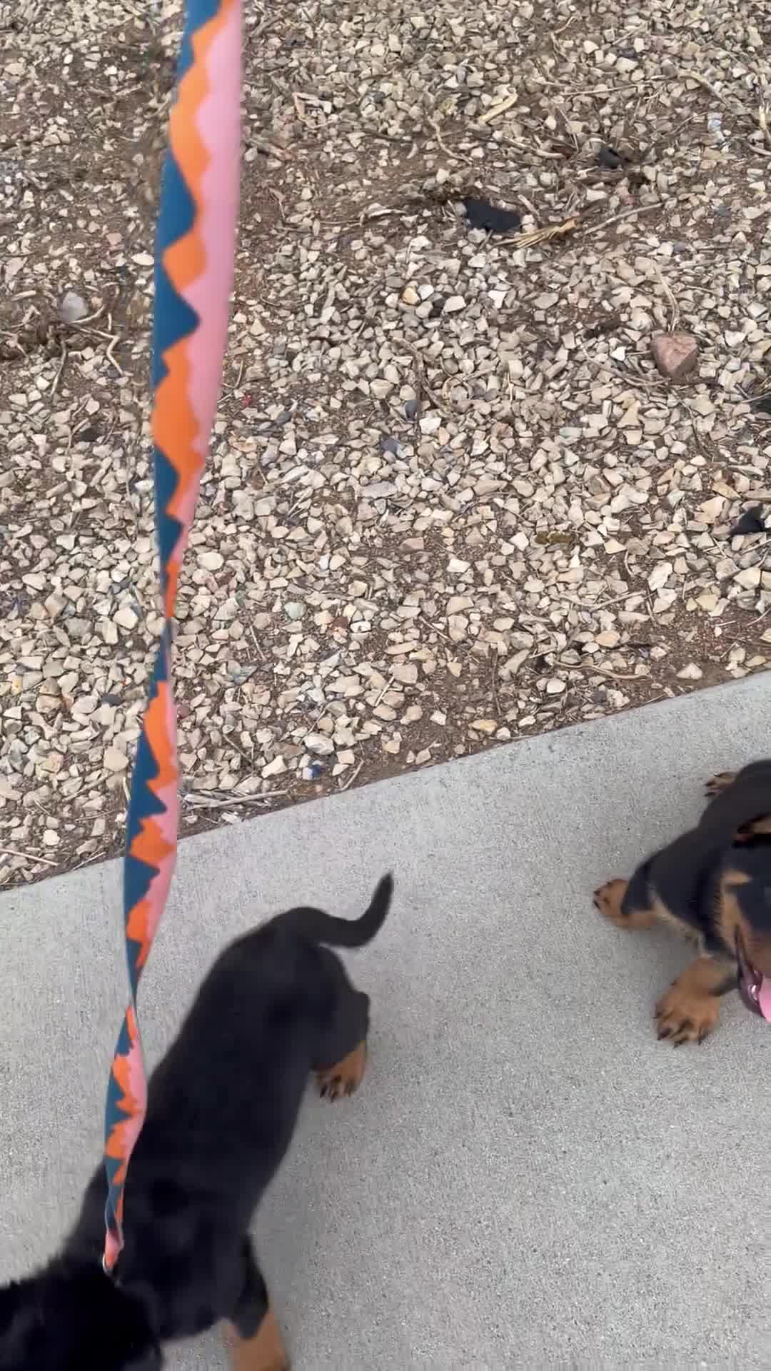 Rottweiler dogs for sale: Rottweiler 2 - Video 1