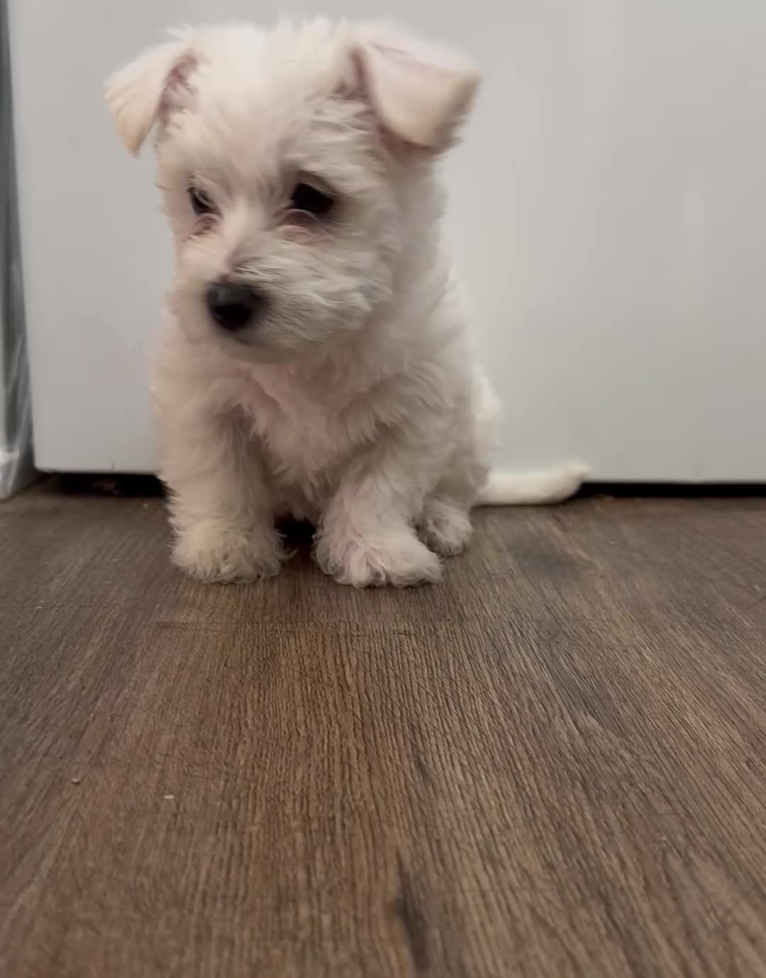 Mixed Breed dogs for sale: Mixed Breed Puppy 2 - Video 1