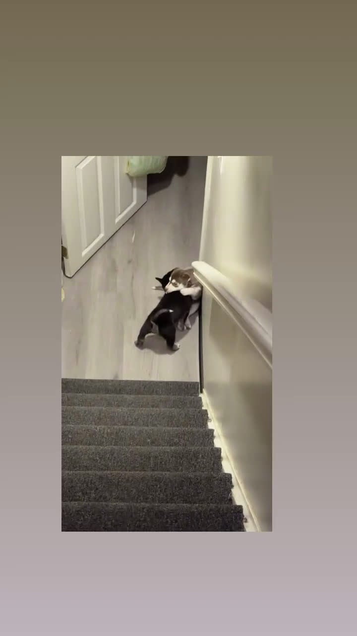 Siberian Husky dogs for sale: Siberian Husky Puppy 5 - Video 2