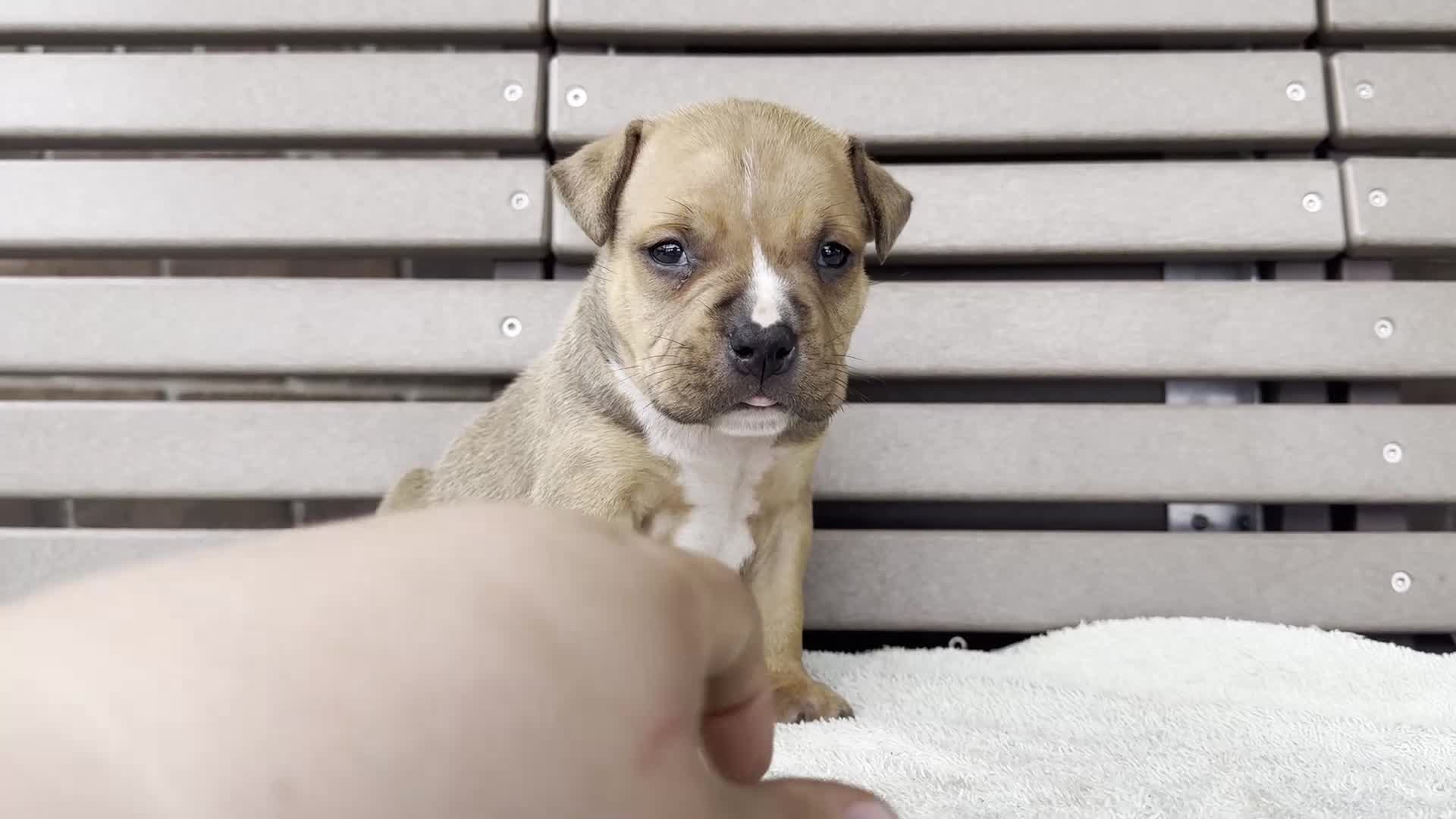 American Bully dogs for sale: Gage - Video 1